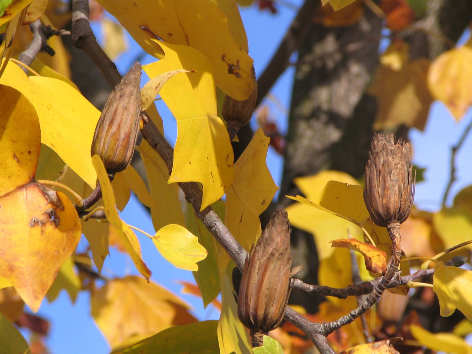 Discovery of a new type of wood that captures carbon like no other