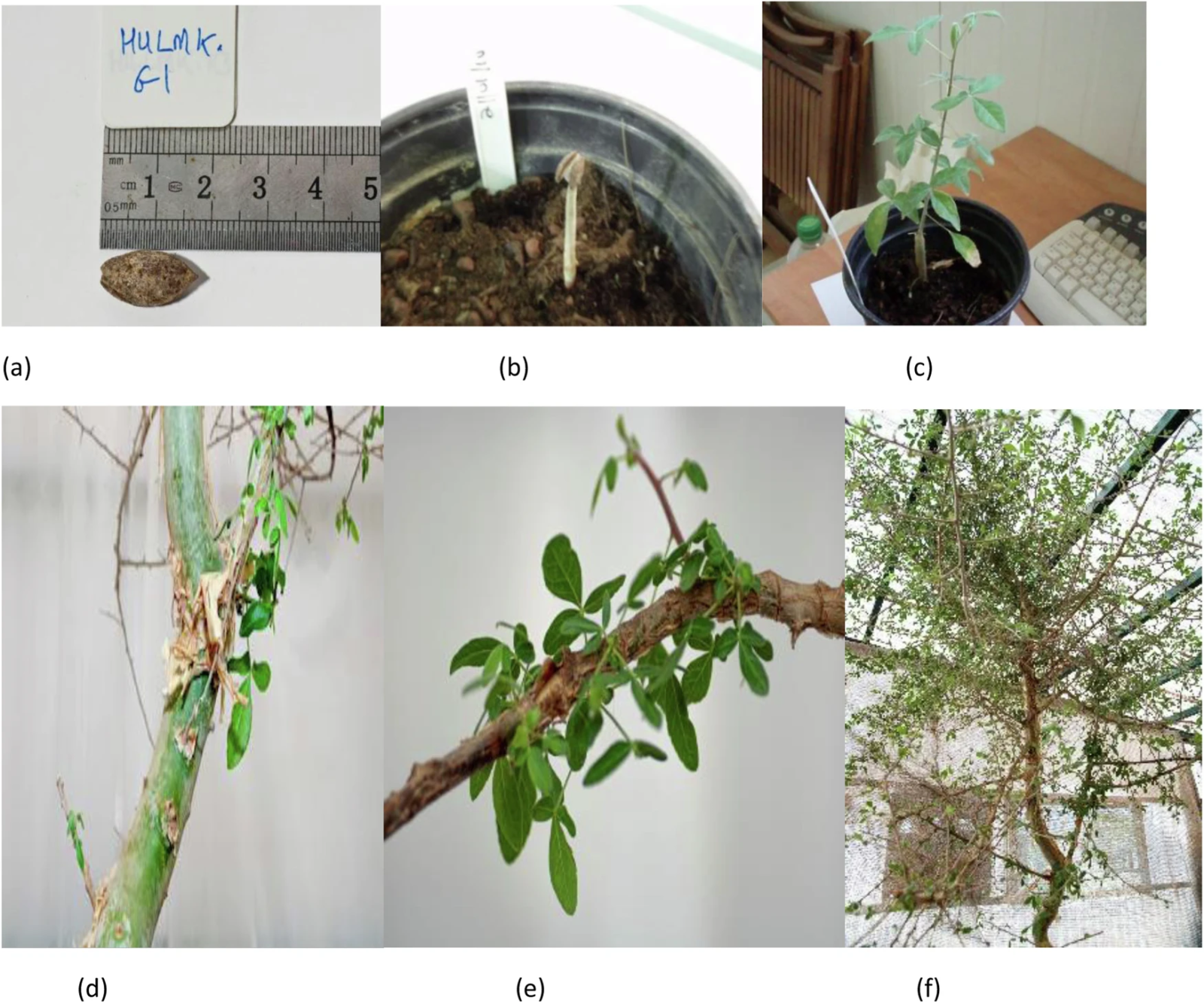 Did this millennial seed resurrect a biblical tree?