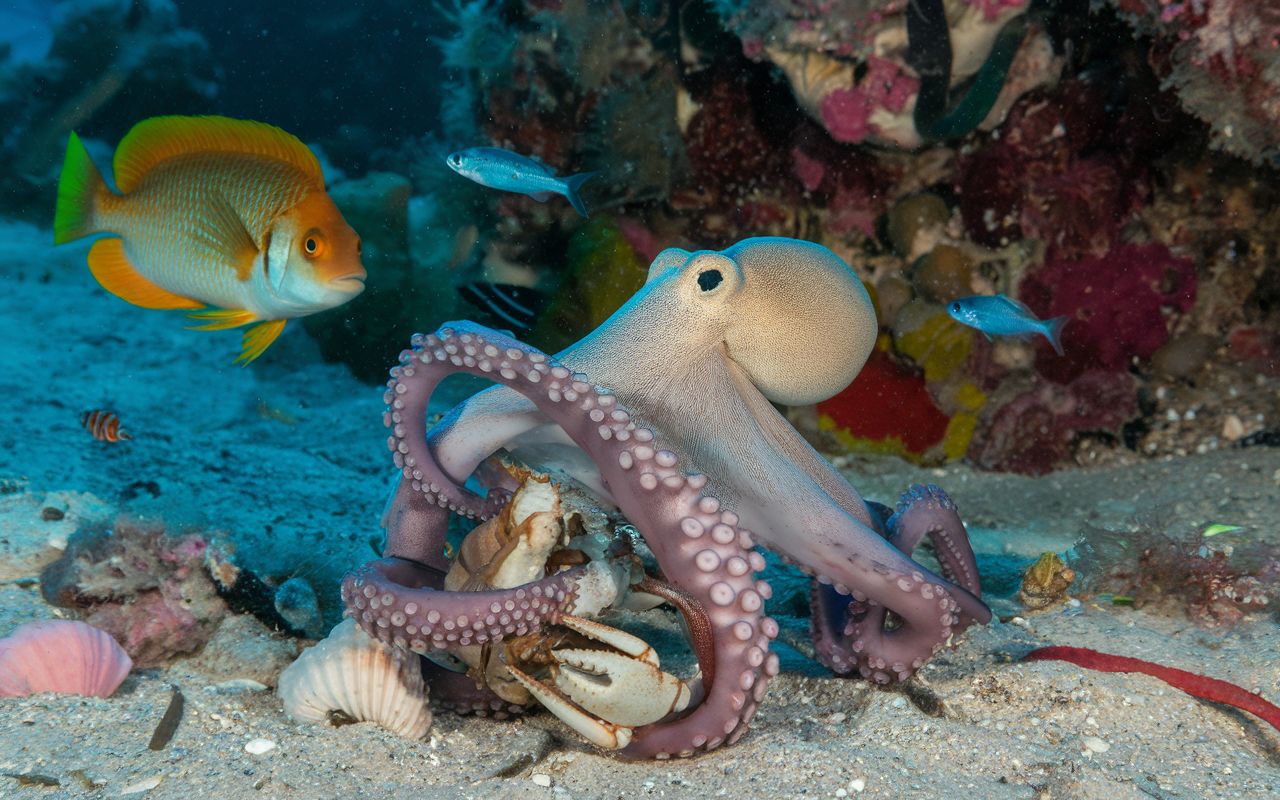Video: an unlikely collaboration between octopuses and fish for hunting