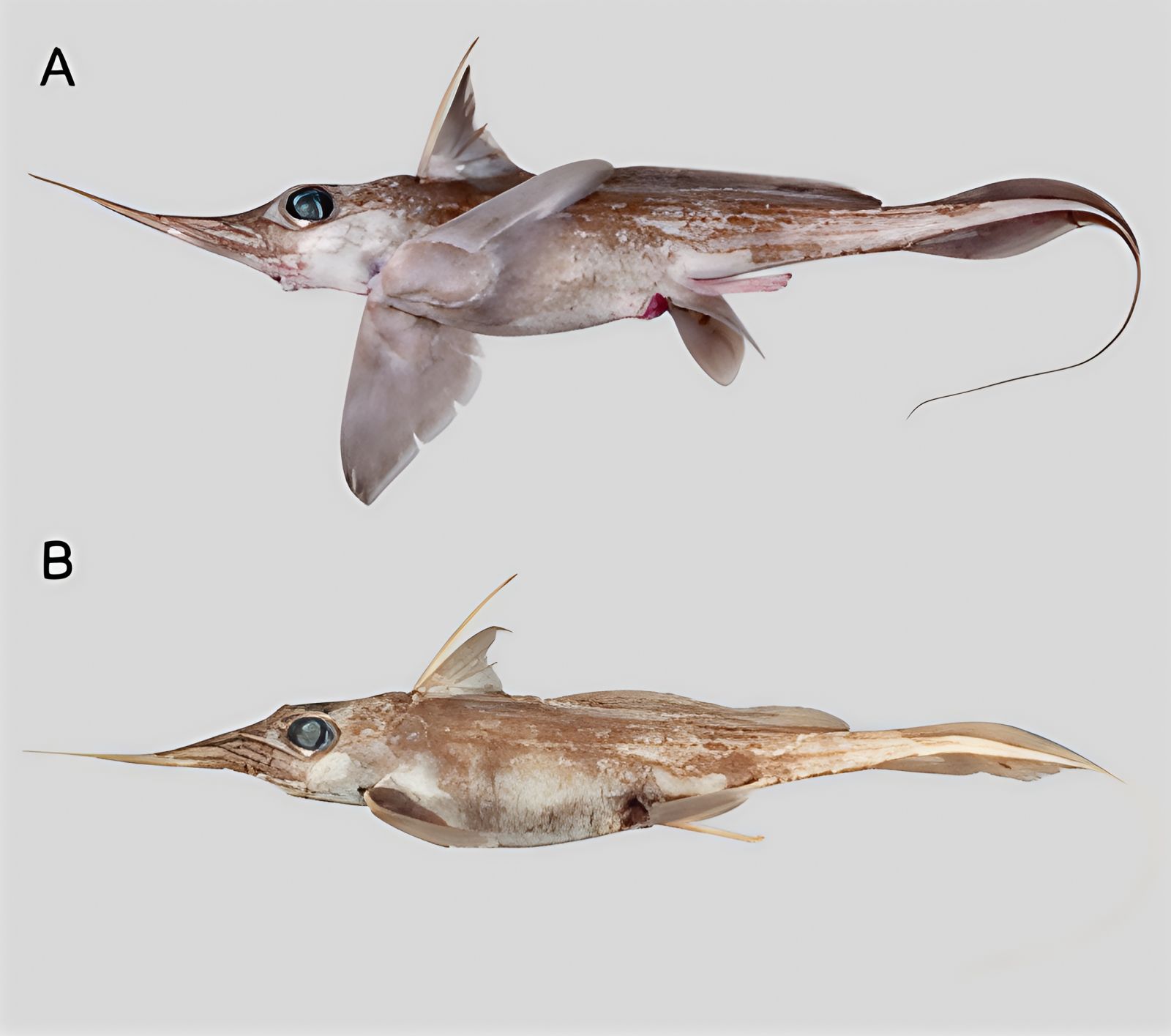 A new species of shark discovered in the abyss