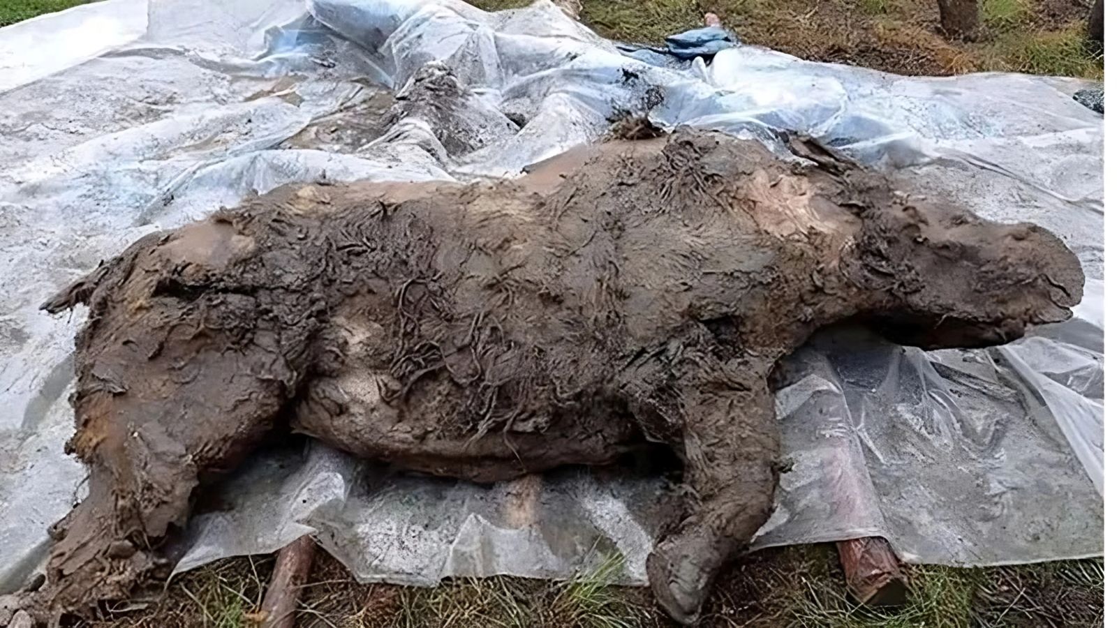 A woolly rhinoceros mummified for 32,000 years reveals its secrets