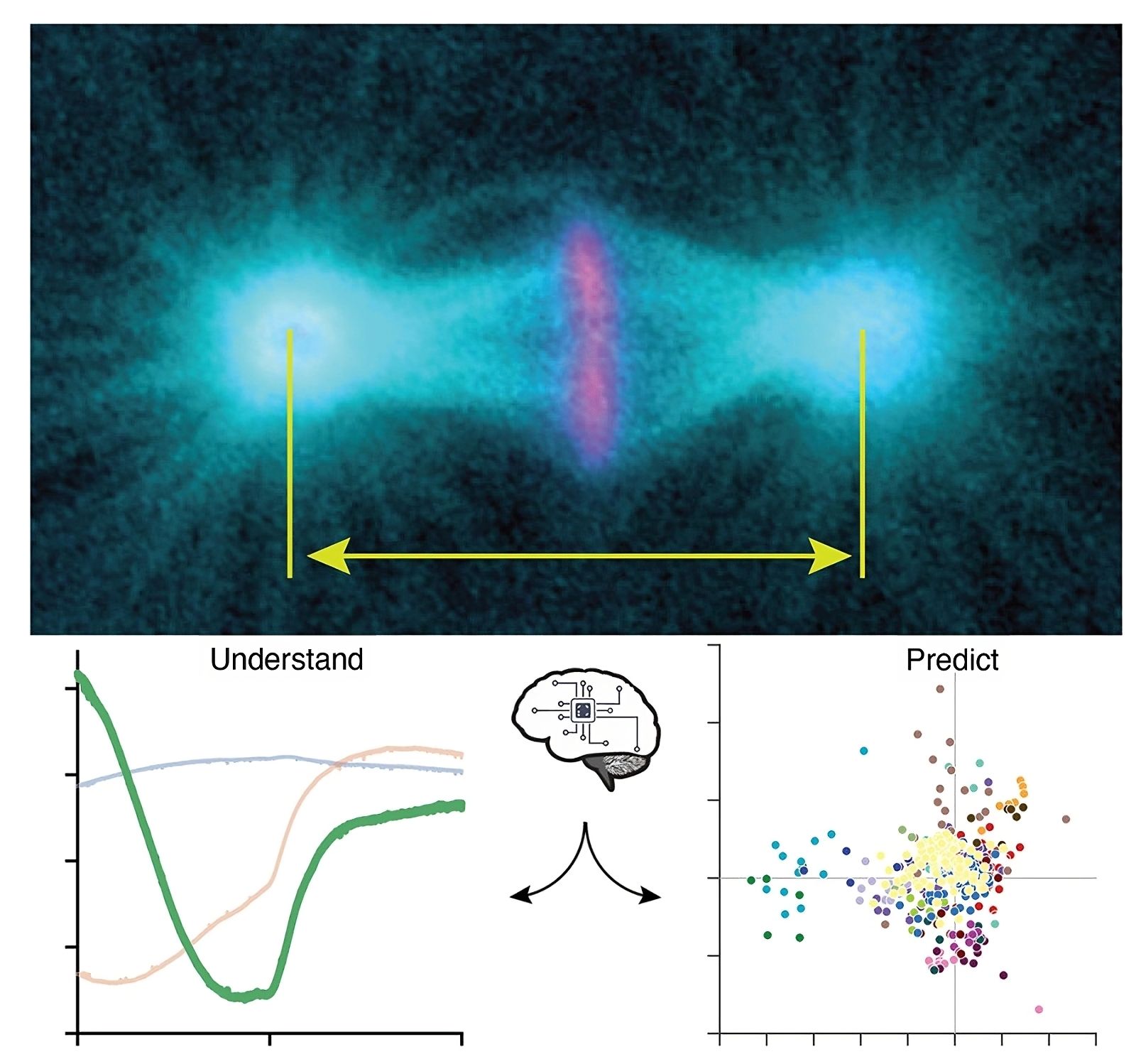 Mathematical analysis to better understand the mechanisms of cell division