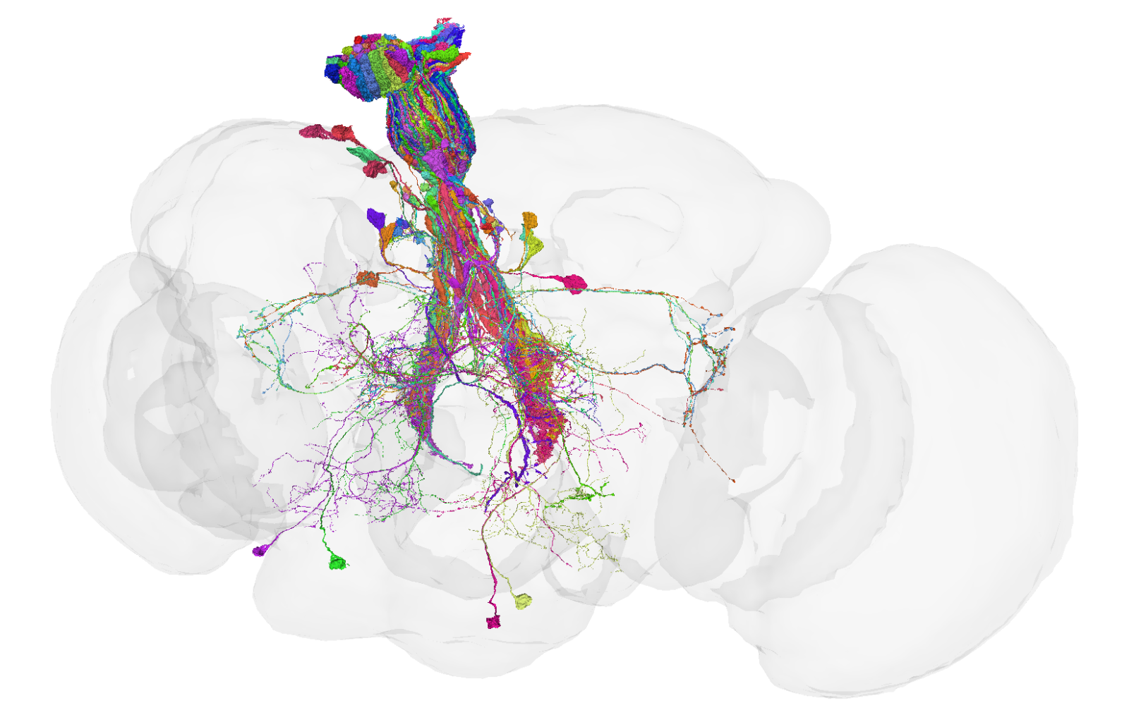 First complete mapping of a drosophila brain: neurons, synapses... everything is here