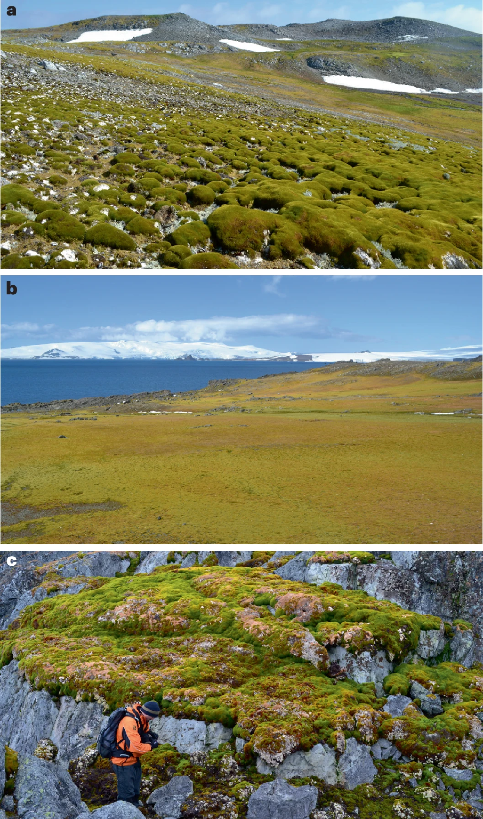 The Antarctic paradox: greening and ecological threats