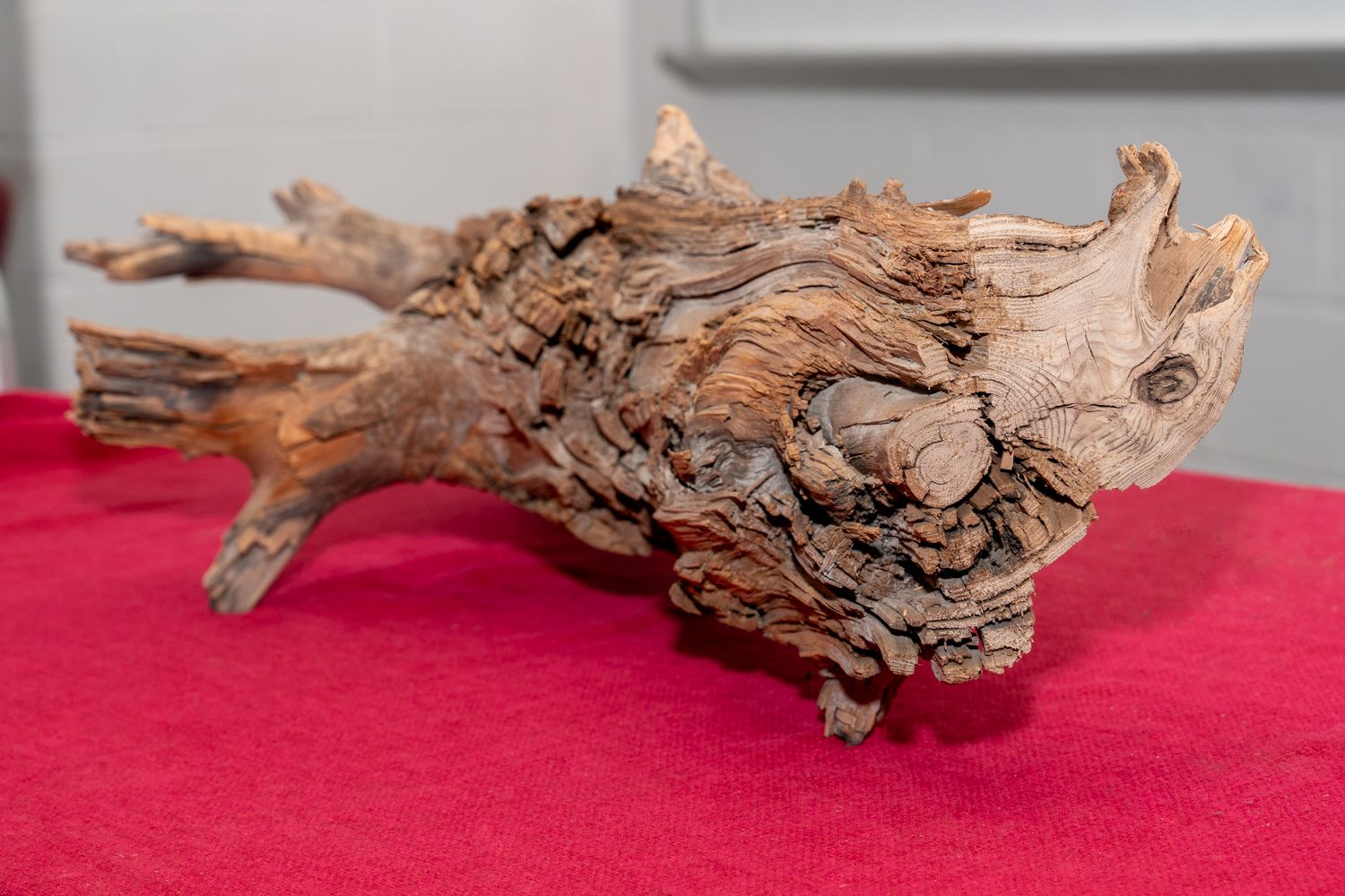 Wie dieser fast 4000 Jahre alte Baumstumpf dem Klimawandel trotzt