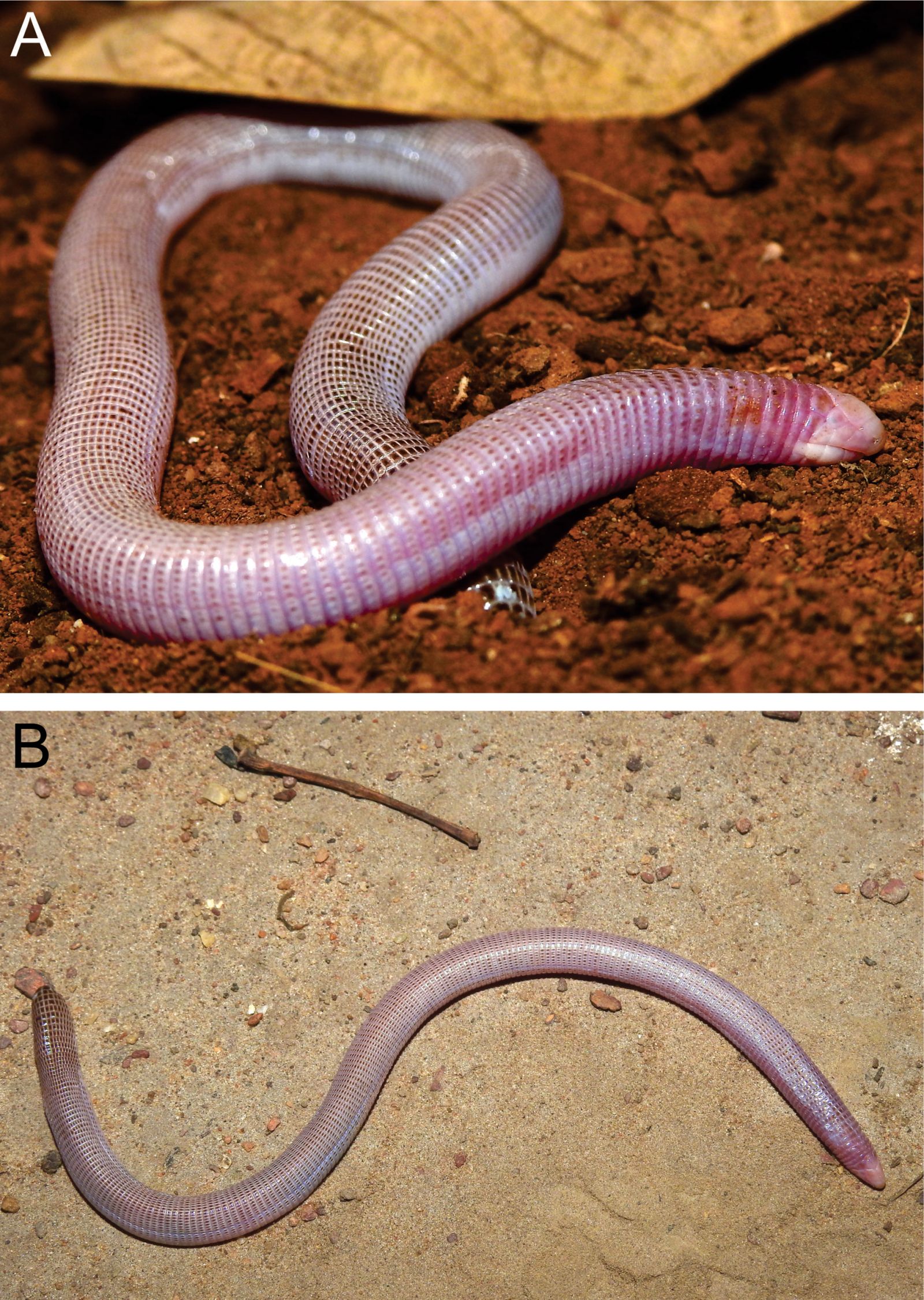 A very strange worm-lizard identified on an isolated mountain