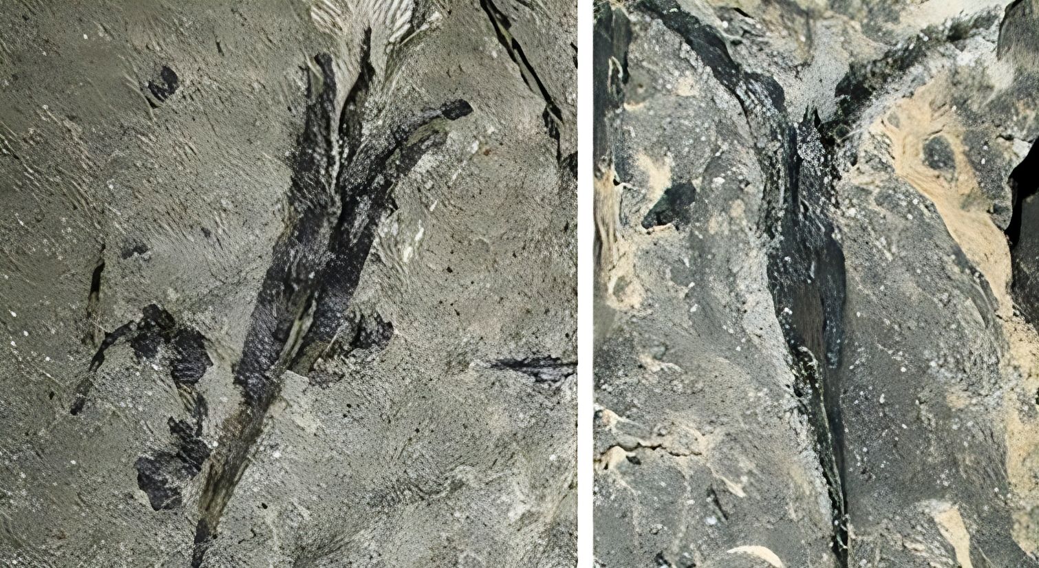 This 360-million-year-old seed holds a key to evolution