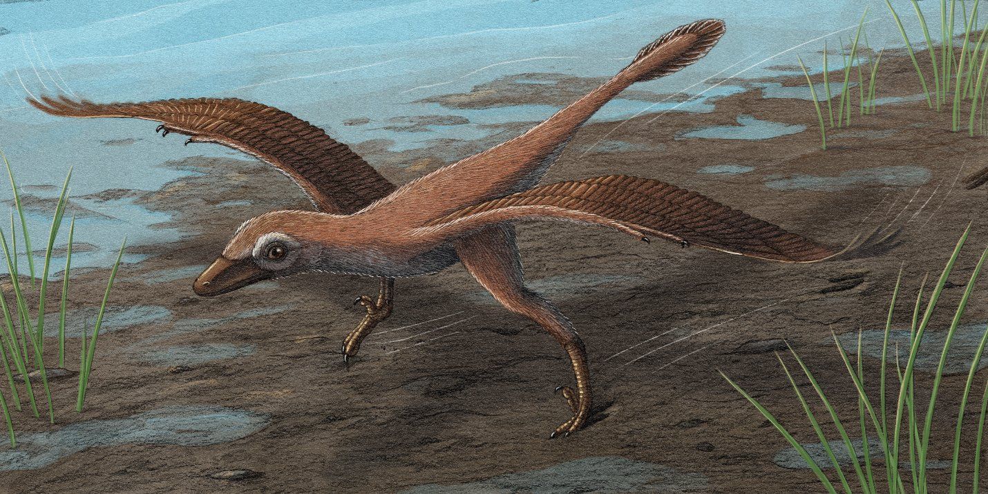 Surpreendente: descubra para que serviam as asas desses dinossauros 🦖
