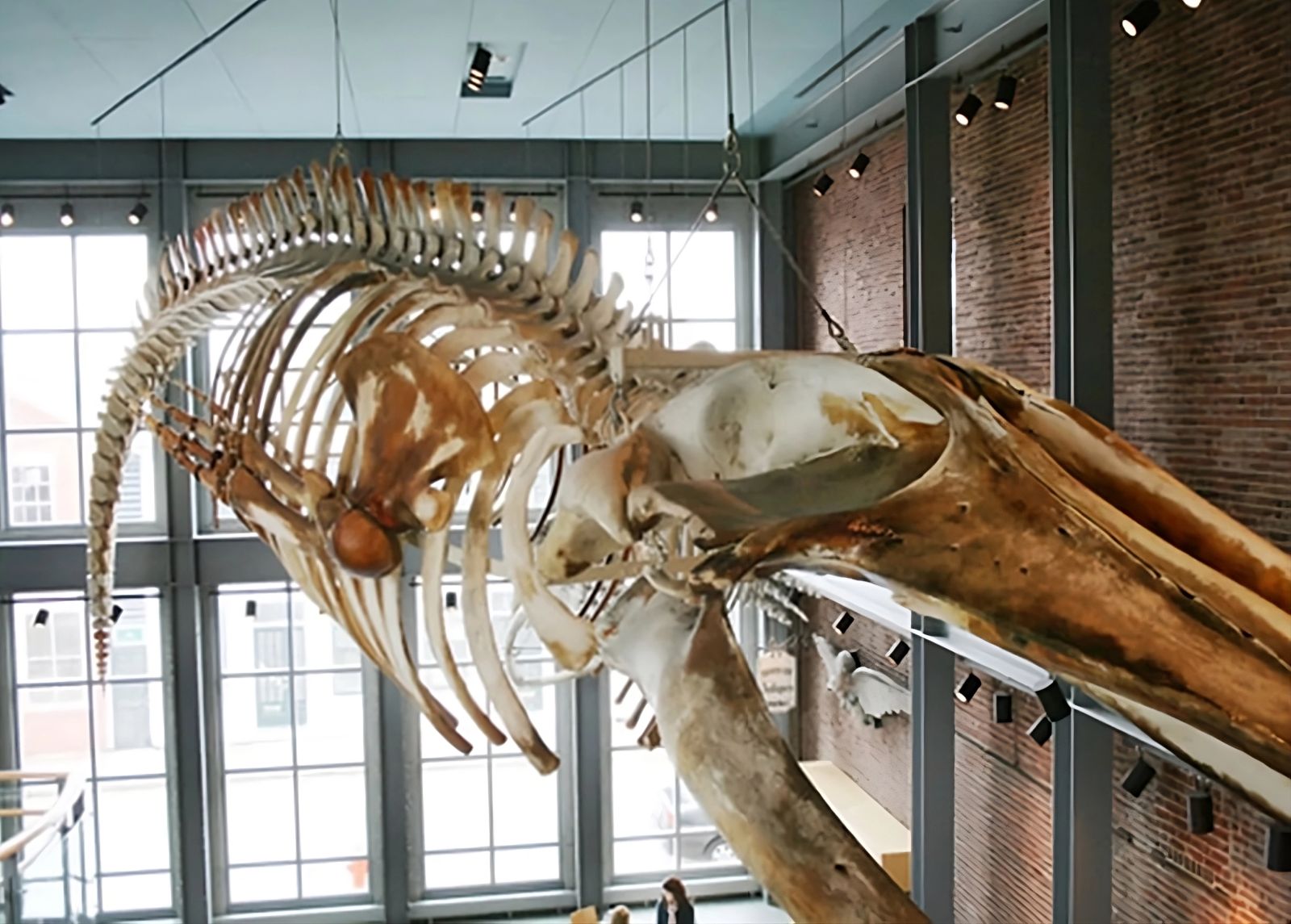 Inusitado: 26 anos após sua morte, óleo ainda escorre do esqueleto desta baleia 🐋