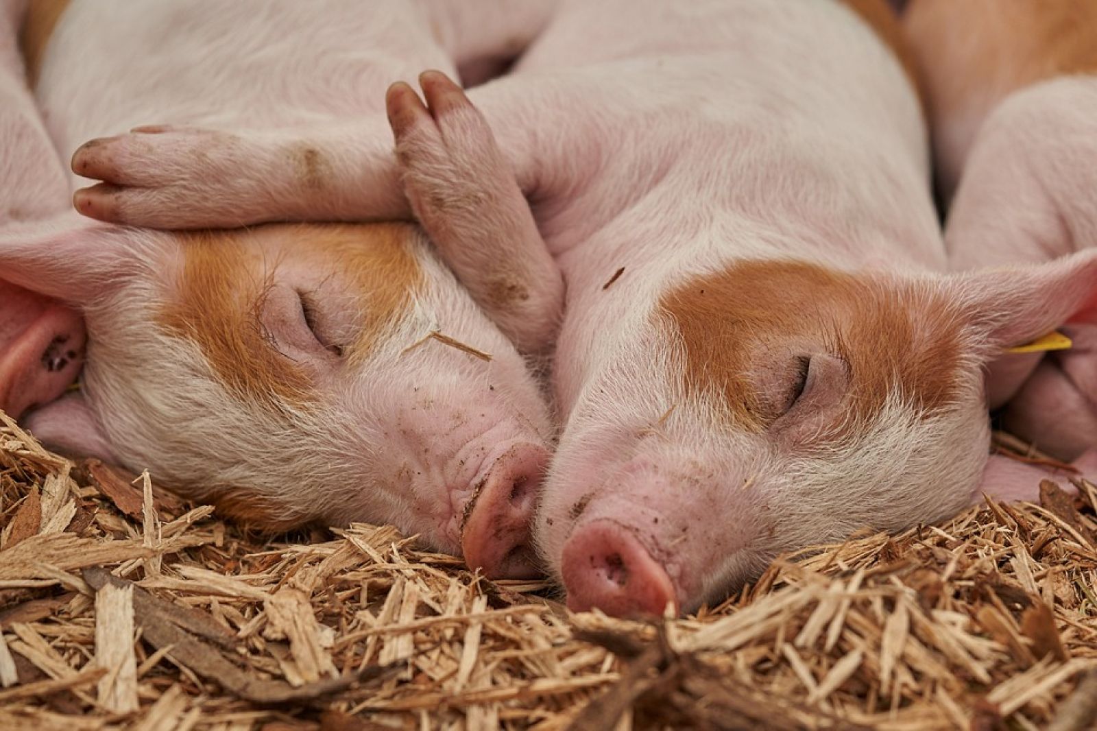 Os pesquisadores conseguem reanimar cérebros de porcos 1h após sua morte graças... ao seu fígado 🐖