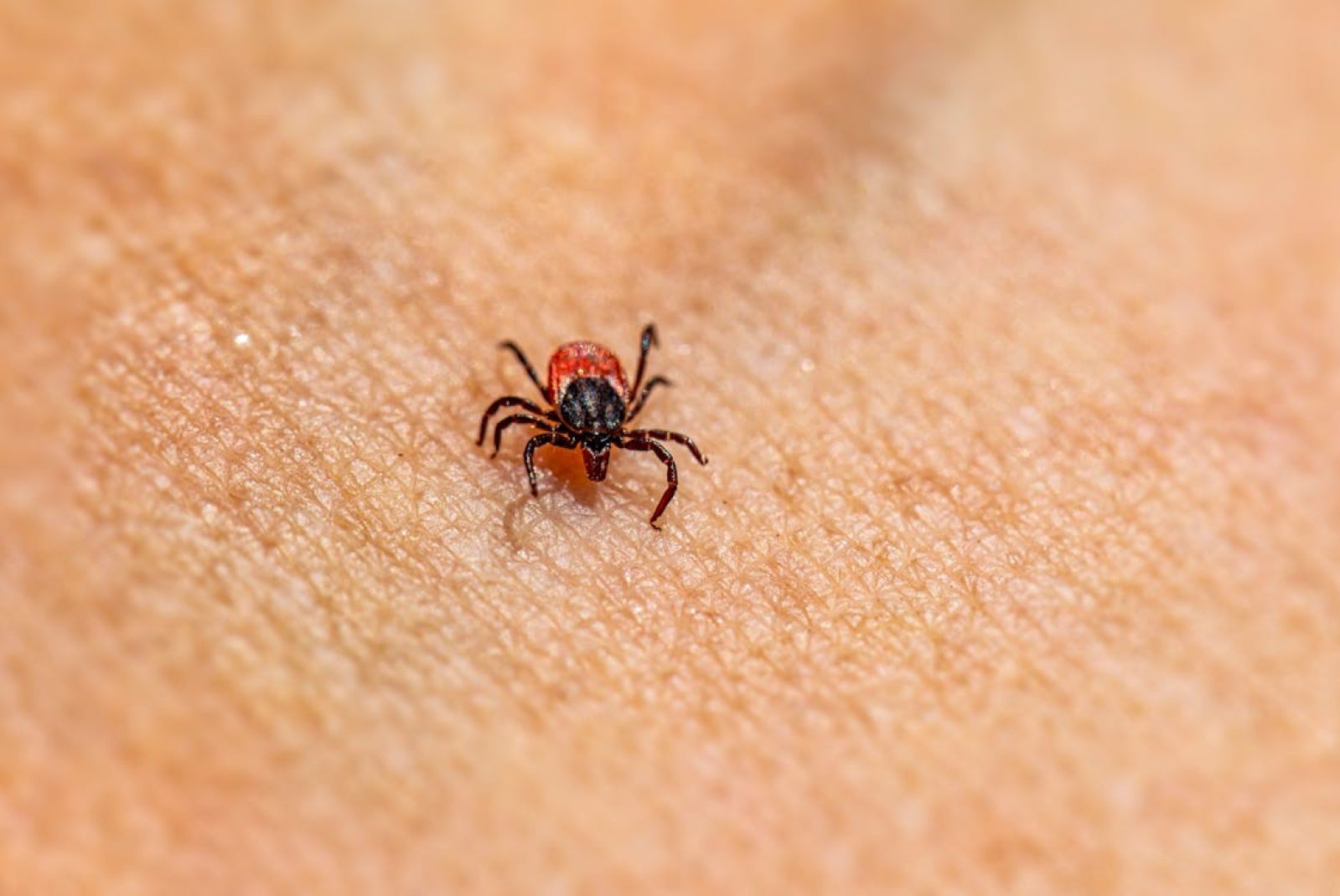 ⚠️ Um vírus desconhecido está se espalhando por carrapatos: é preciso se preocupar?