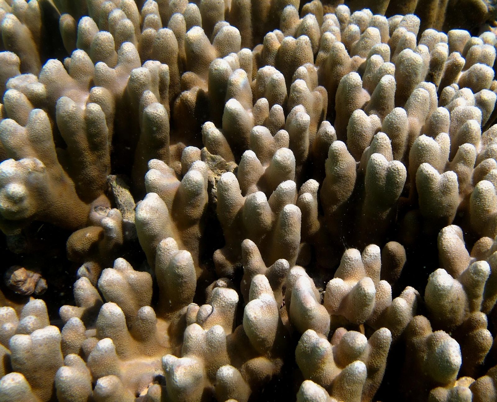 O que eles pensavam ser um naufrágio é na verdade... o maior coral já descoberto 🤿
