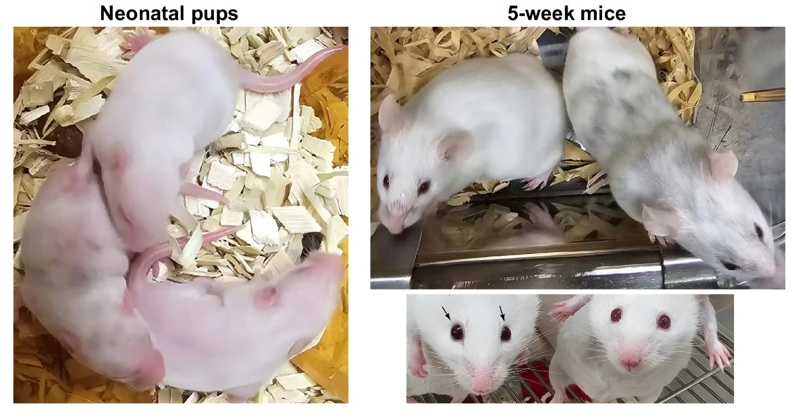 Criar ratos a partir de um gene mais antigo do que os próprios animais: uma experiência inédita 🧬