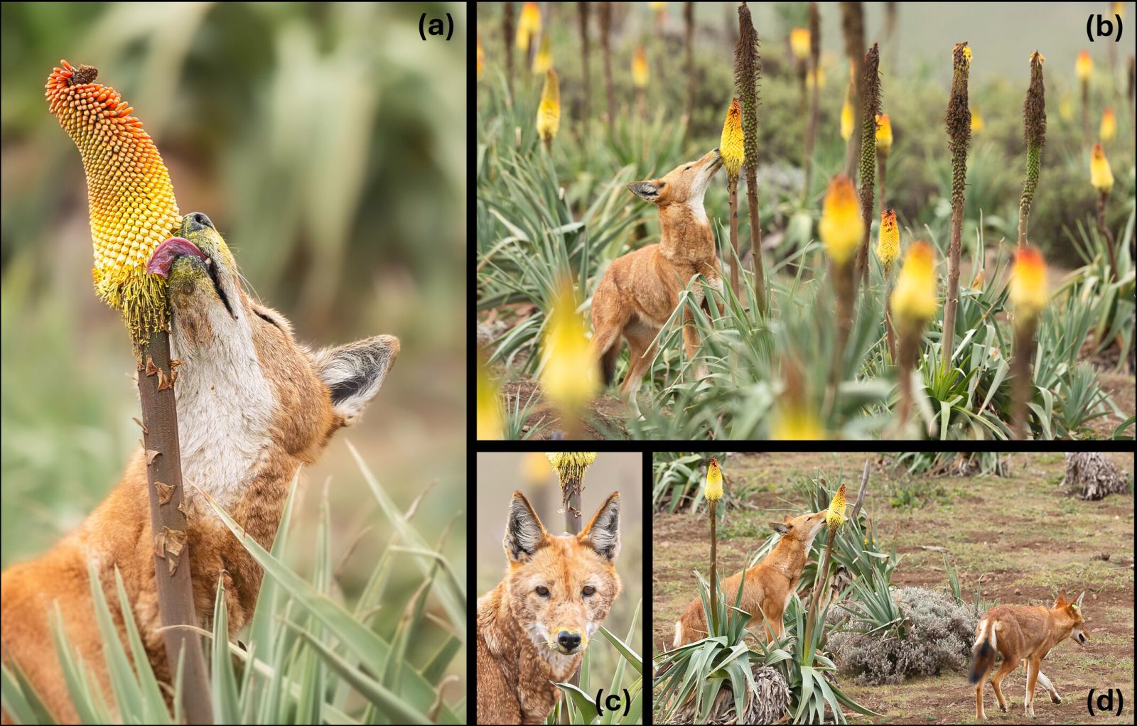 Insólito: esses lobos polinizam flores! Grandes carnívoros polinizadores? 🌼