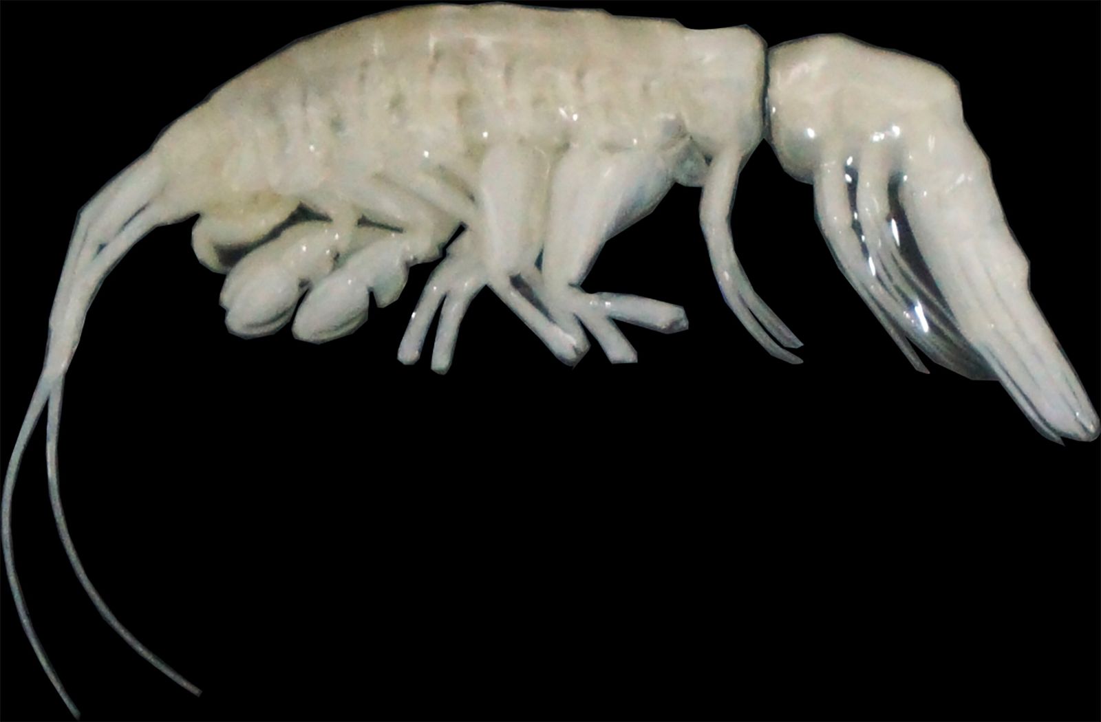 Este predador descoberto nas fossas abissais pertence a uma espécie e um gênero desconhecidos 🧬