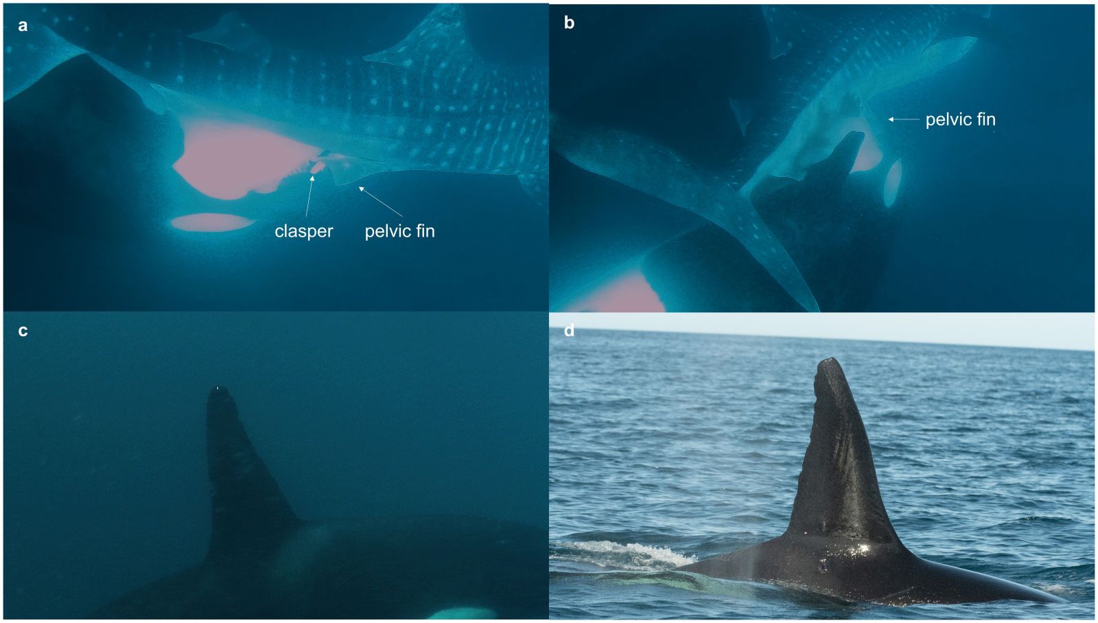 Essas cenas raras de predação revelam a inteligência das orcas 🧠