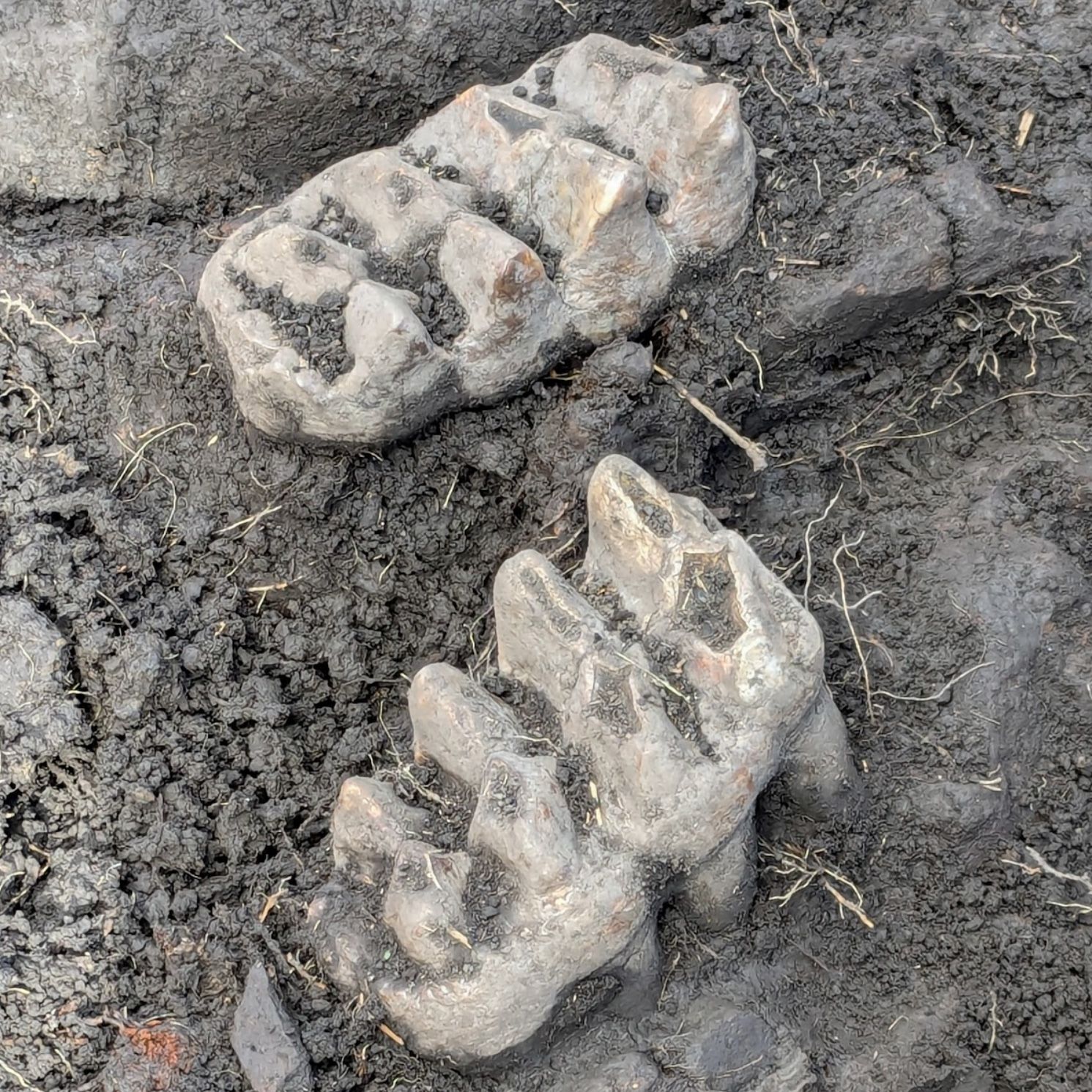 Um homem descobre esta mandíbula pré-histórica de mastodonte em seu jardim ⛏️