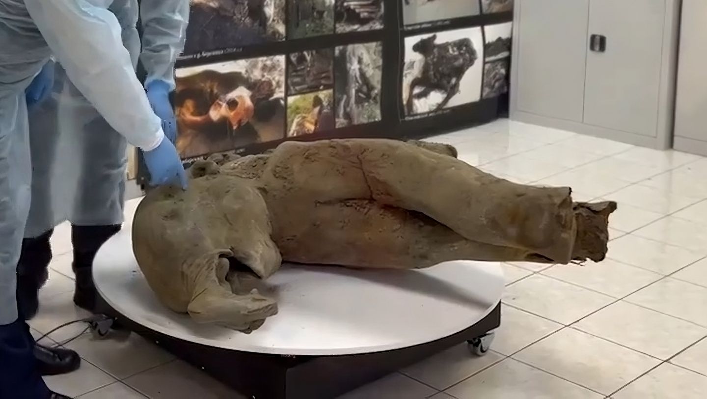 Découverte d'un mammouth de 50 000 ans en excellent état ⛏️