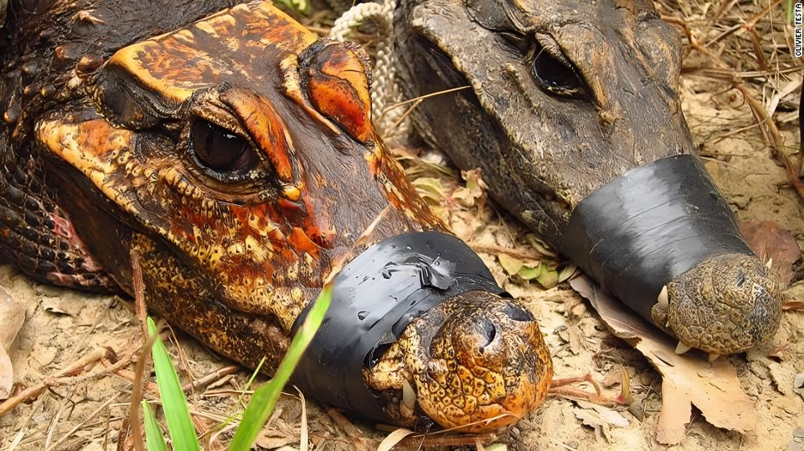 Ces crocodiles oranges, en pleine évolution, deviennent une nouvelle espèce 🐊