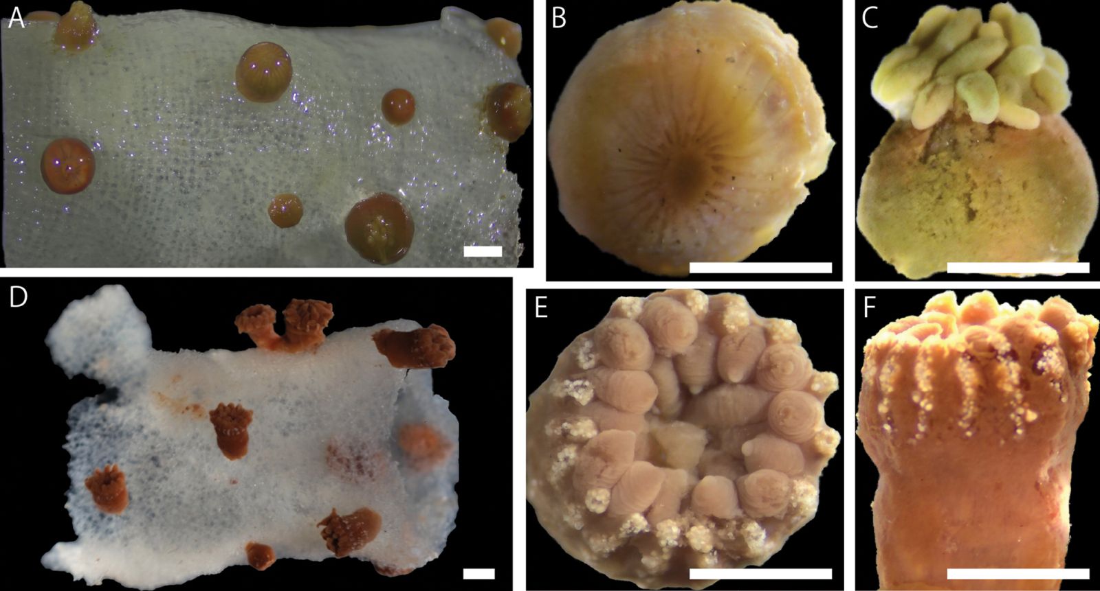 Cette nouvelle espèce marine ressemble à une fleur à tentacules 🌸