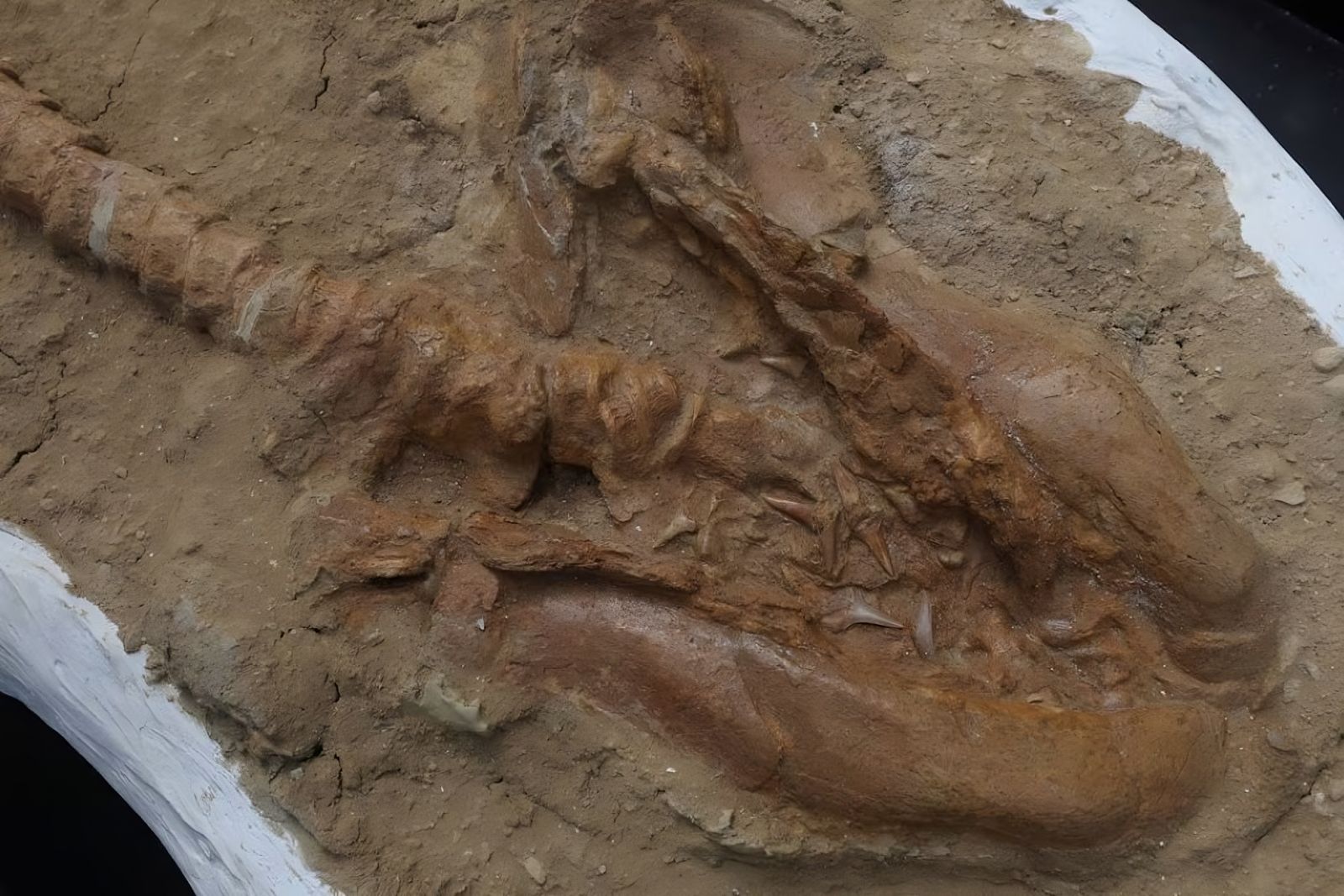 Découverte d'un fossile colossal de 9 millions d'années en excellent état de conservation 🦴