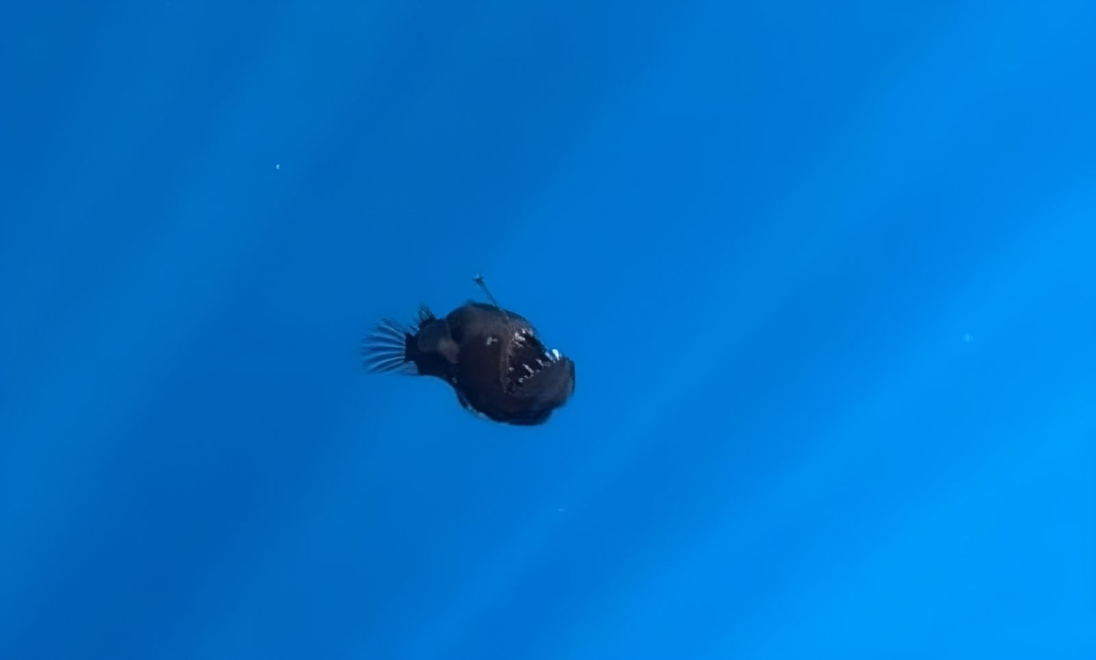 Observação surpreendente perto das costas do diabo negro das profundezas 🐡