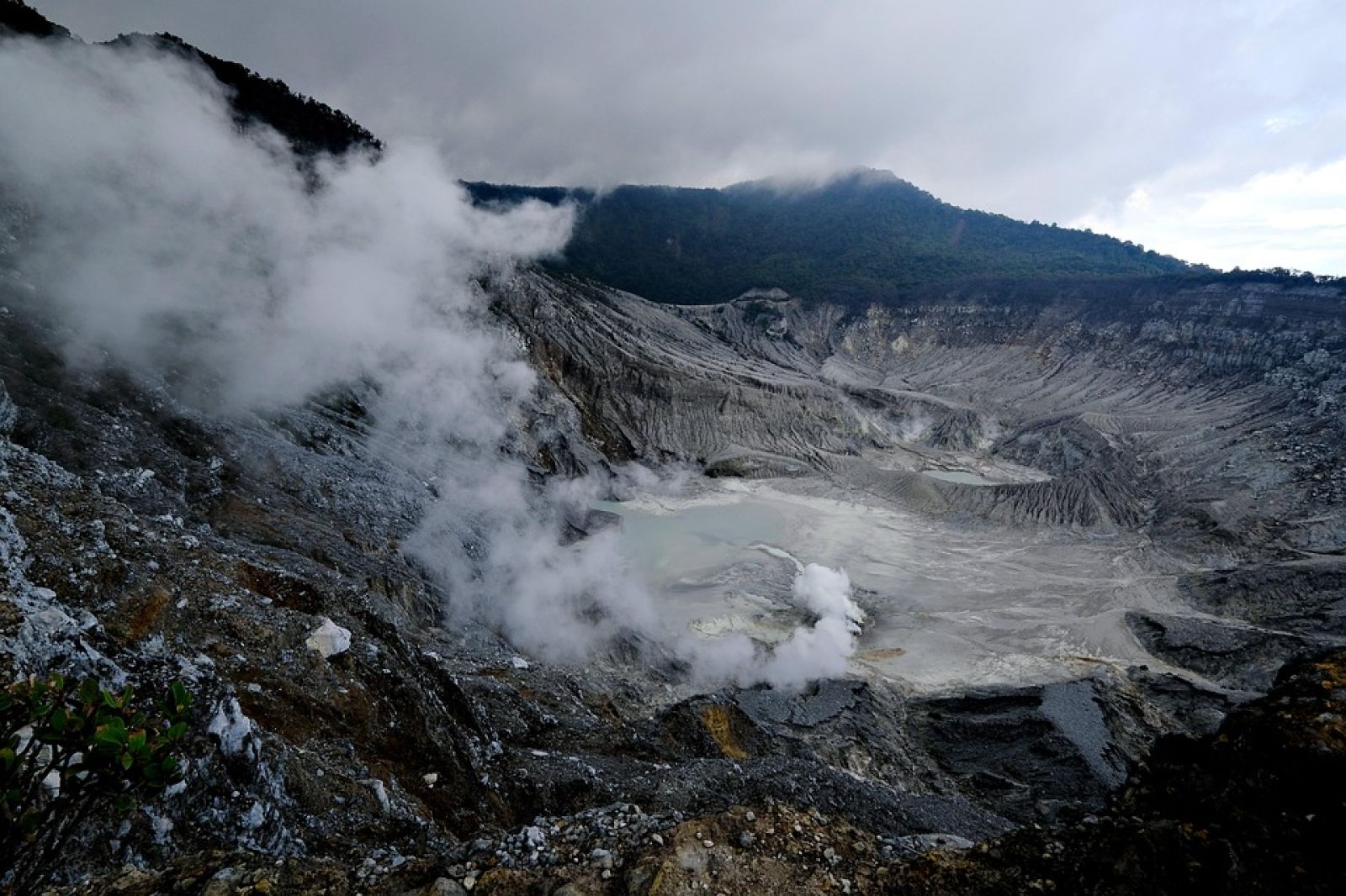 Esta alga vulcânica extrema revela os segredos da fotossíntese 🌋