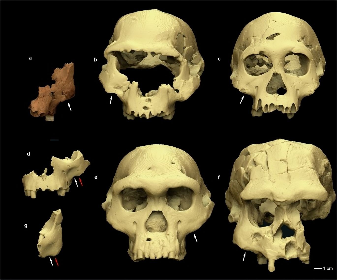 Restos de uma espécie humana desconhecida descobertos na Espanha 🦴