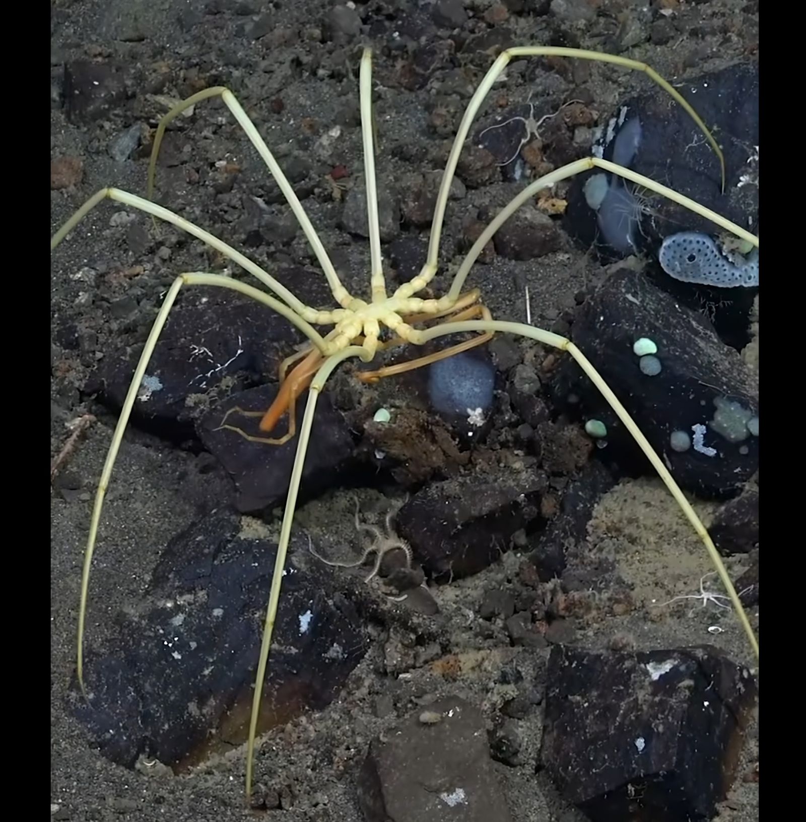 Uma aranha gigante filmada nas profundezas da Antártida 🕷️