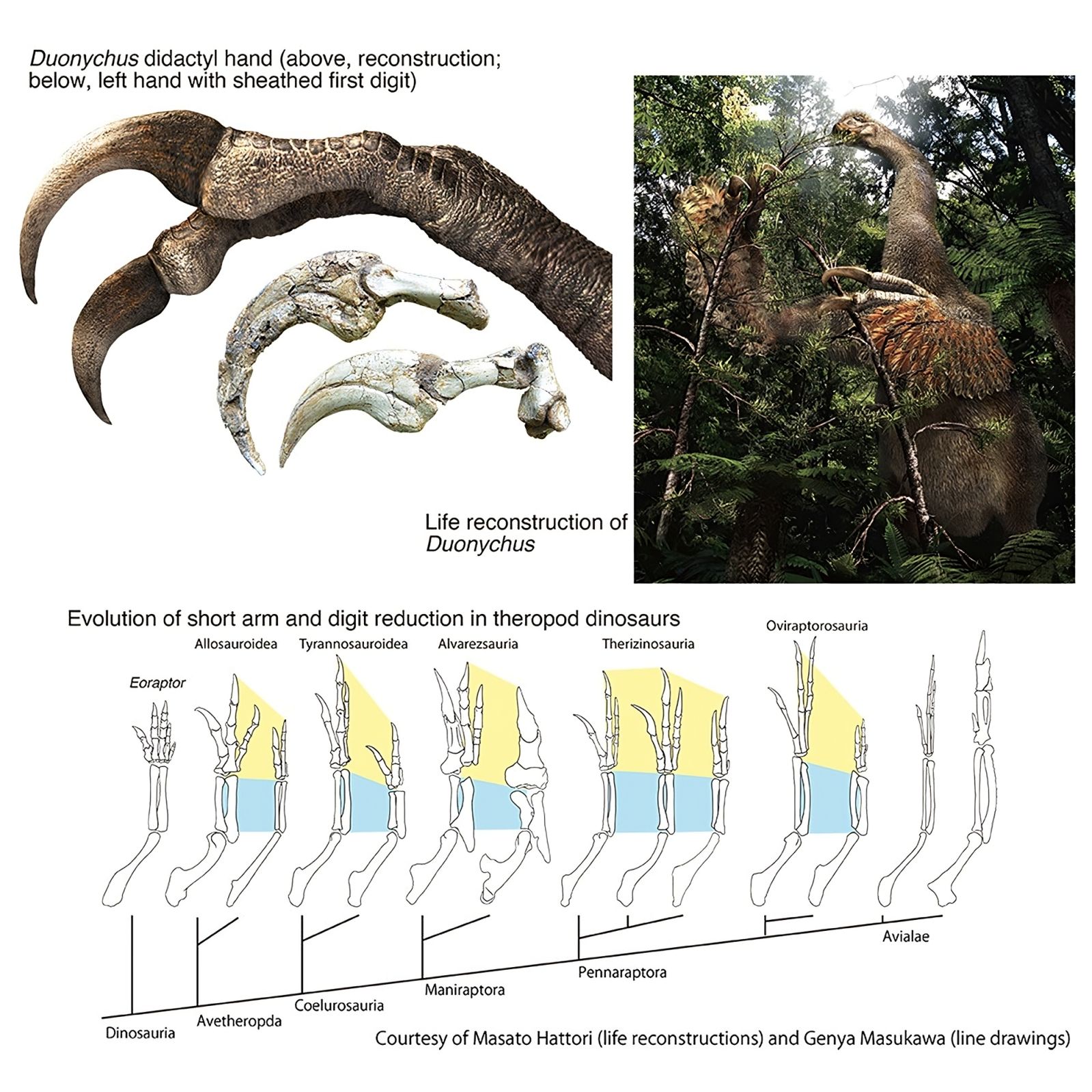 Descoberta de uma garra gigante com 2 dedos pertencente a uma nova espécie de dinossauro 🦖