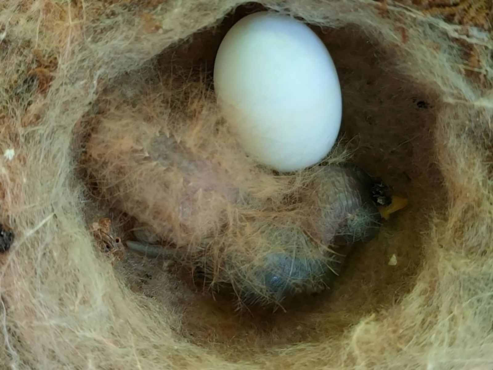 A hummingbird mimics a caterpillar to survive: discover this astonishing strategy 🐦