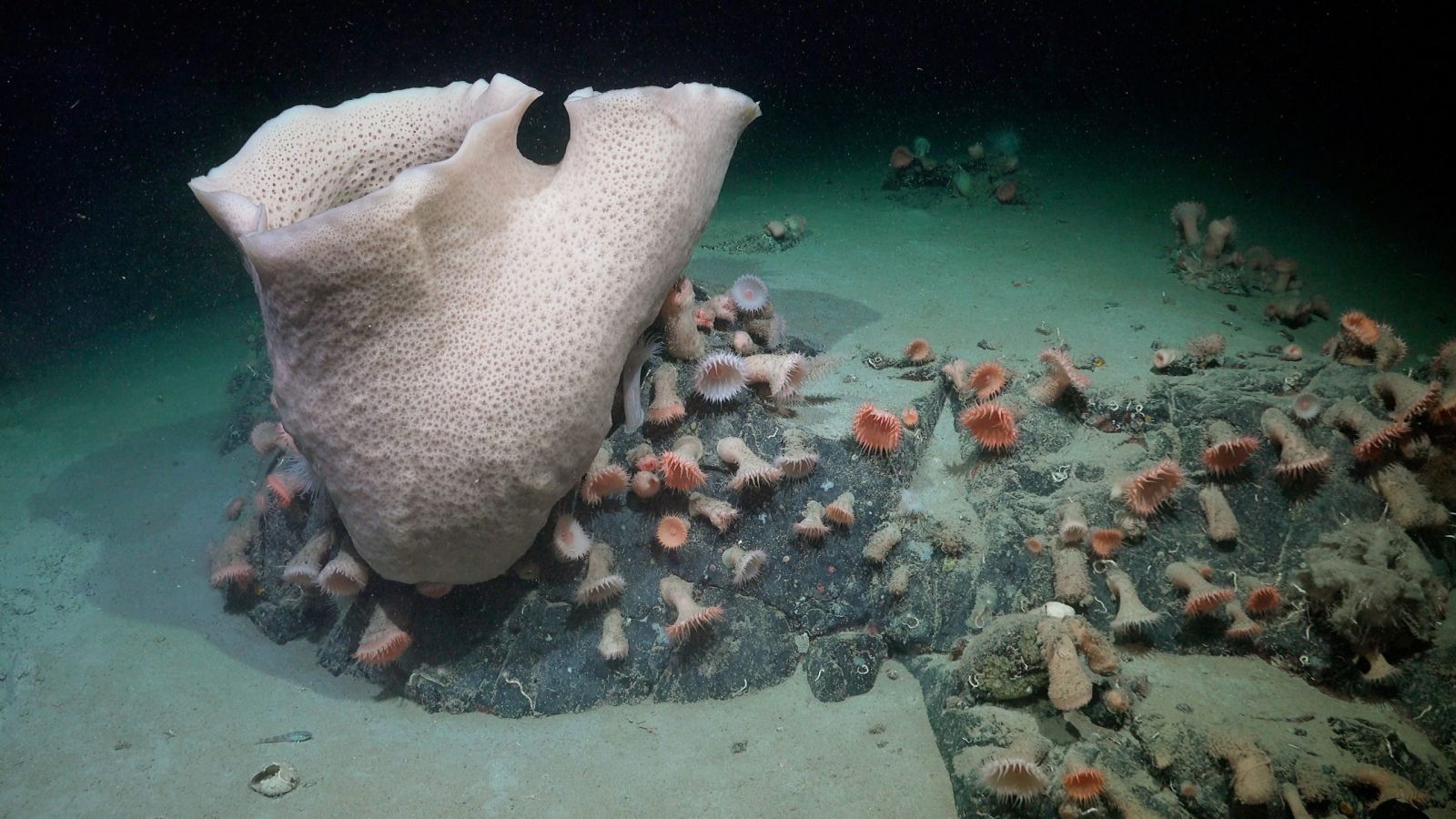A massive iceberg breaks away, revealing surprising ecosystem hidden for centuries 🦑