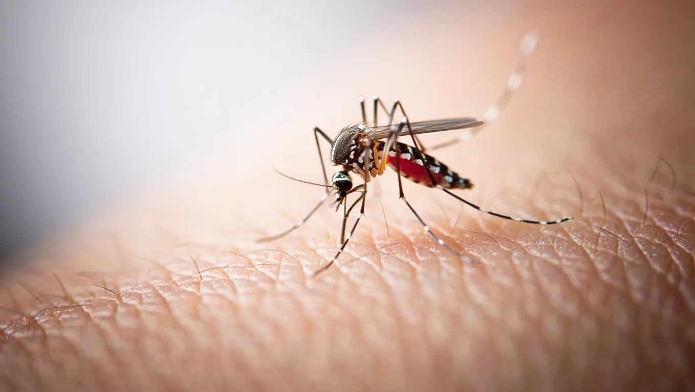 🦟 Les moustiques piquent de plus en plus les humains, et c'est flagrant