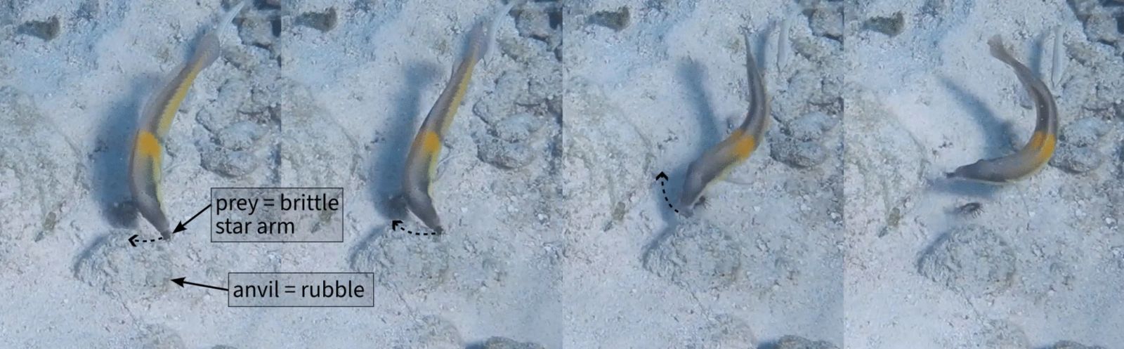 Discovery: some fish use tools 🛠