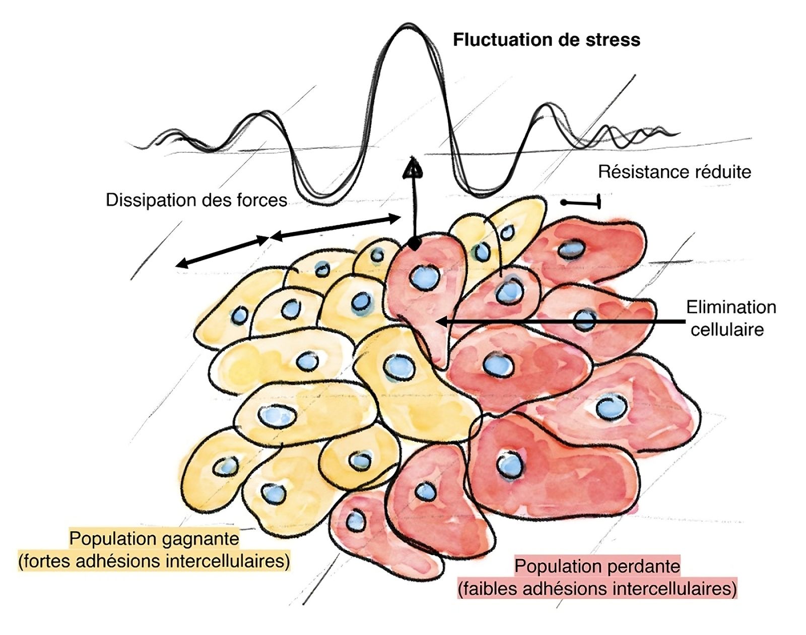 Cellular competition: forces shape our tissues 🛠️