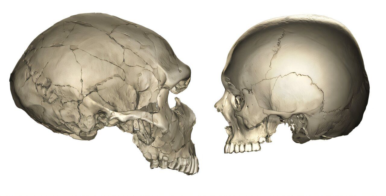 Why is our face smaller and more delicate than that of Neanderthals? 🤔