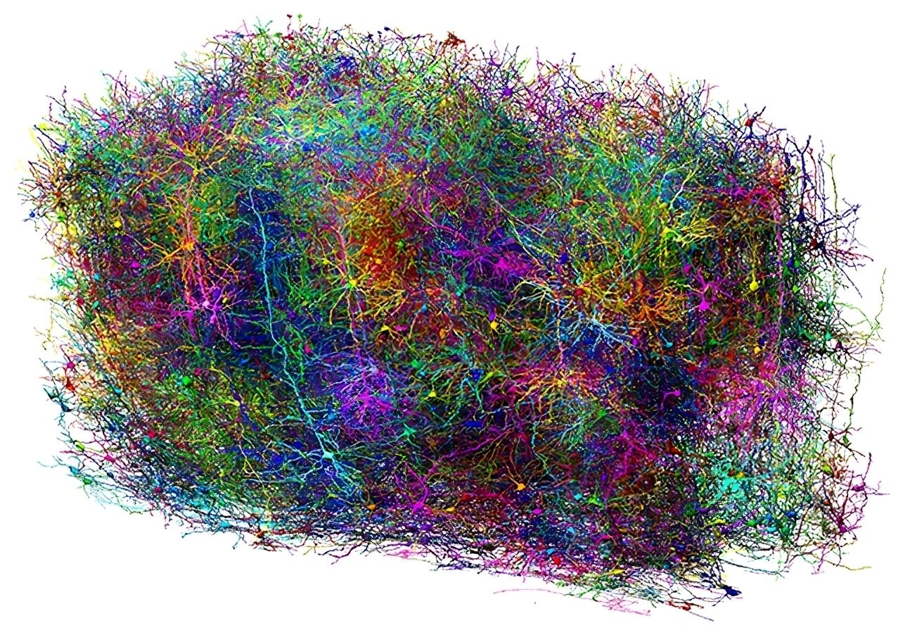 First massive mapping of a brain, with 500 million neural connections 🧠