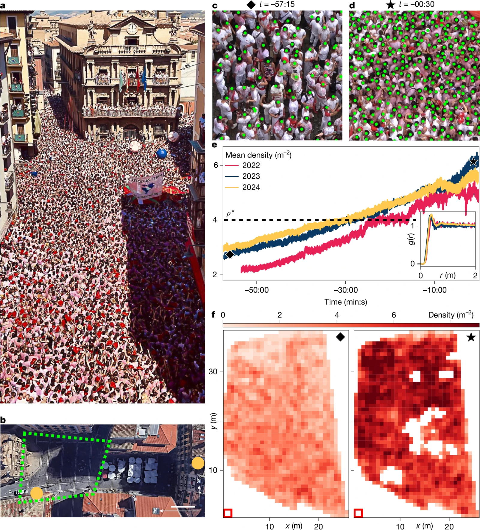 Collective oscillations in dense human crowds 🔁