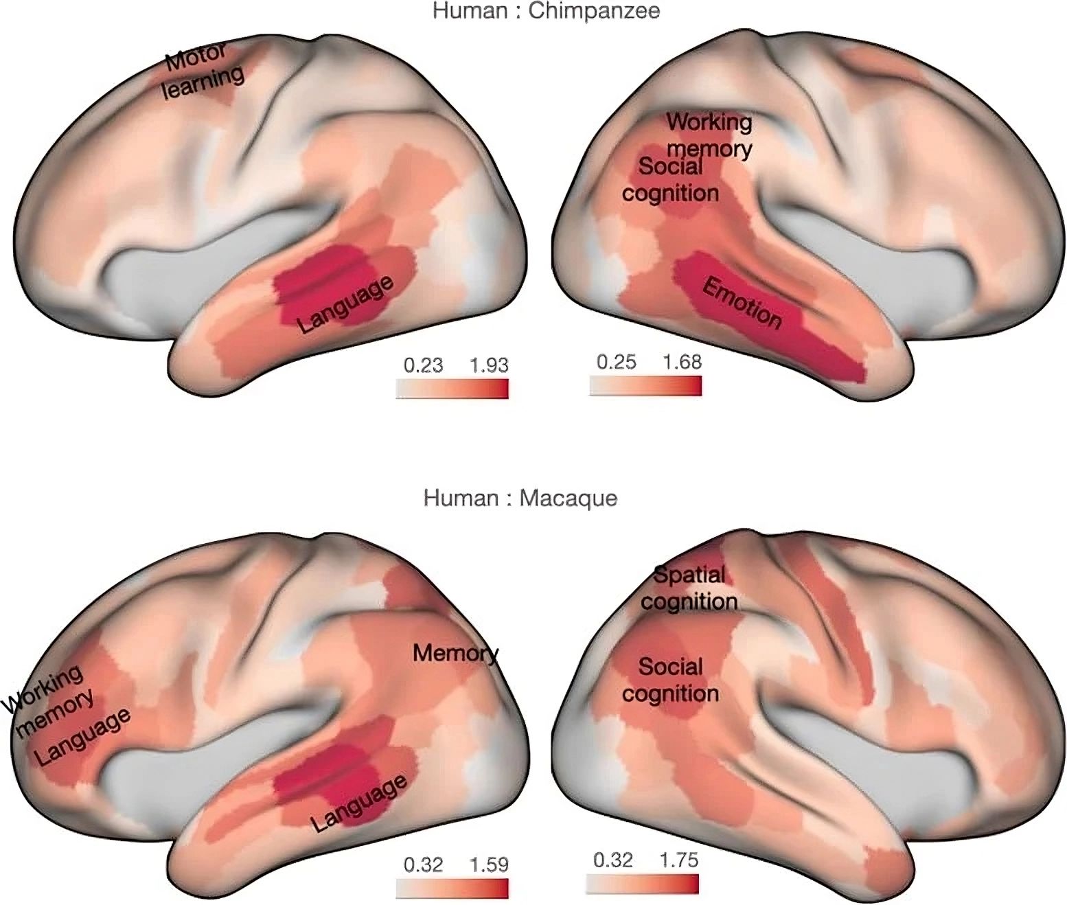 Here's what truly makes our brain unique 🧠