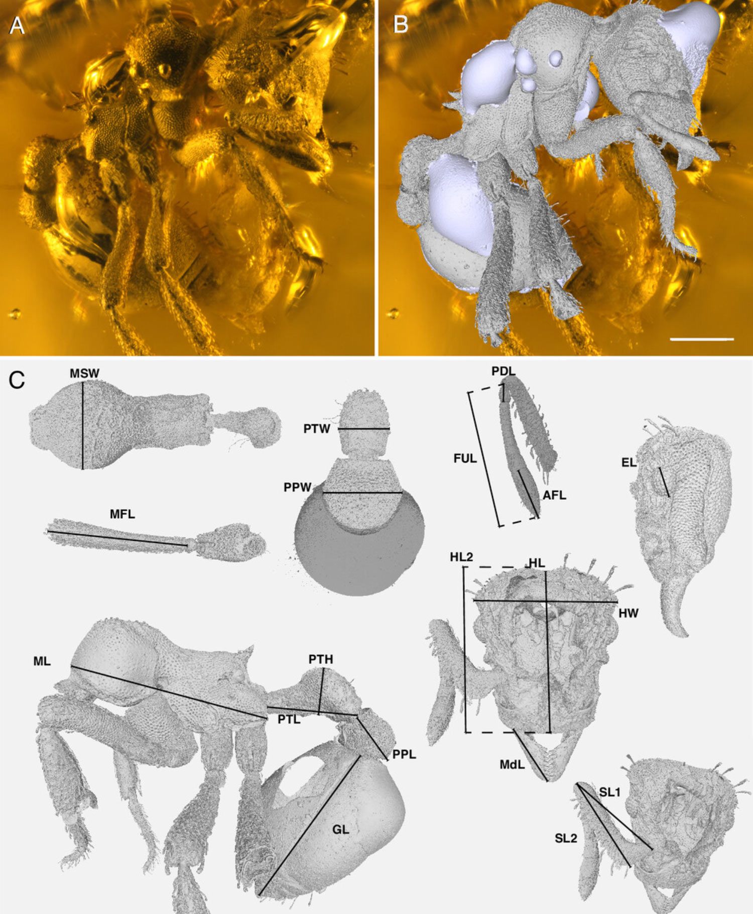 What does the discovery of this 16-million-year-old insect teach us? 🐜