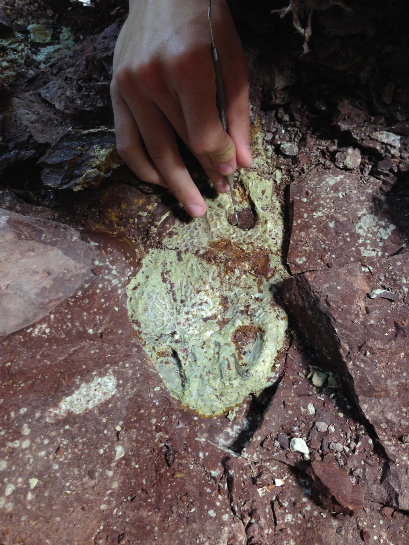 Exceptional discovery of giant amphibian fossils 🐸