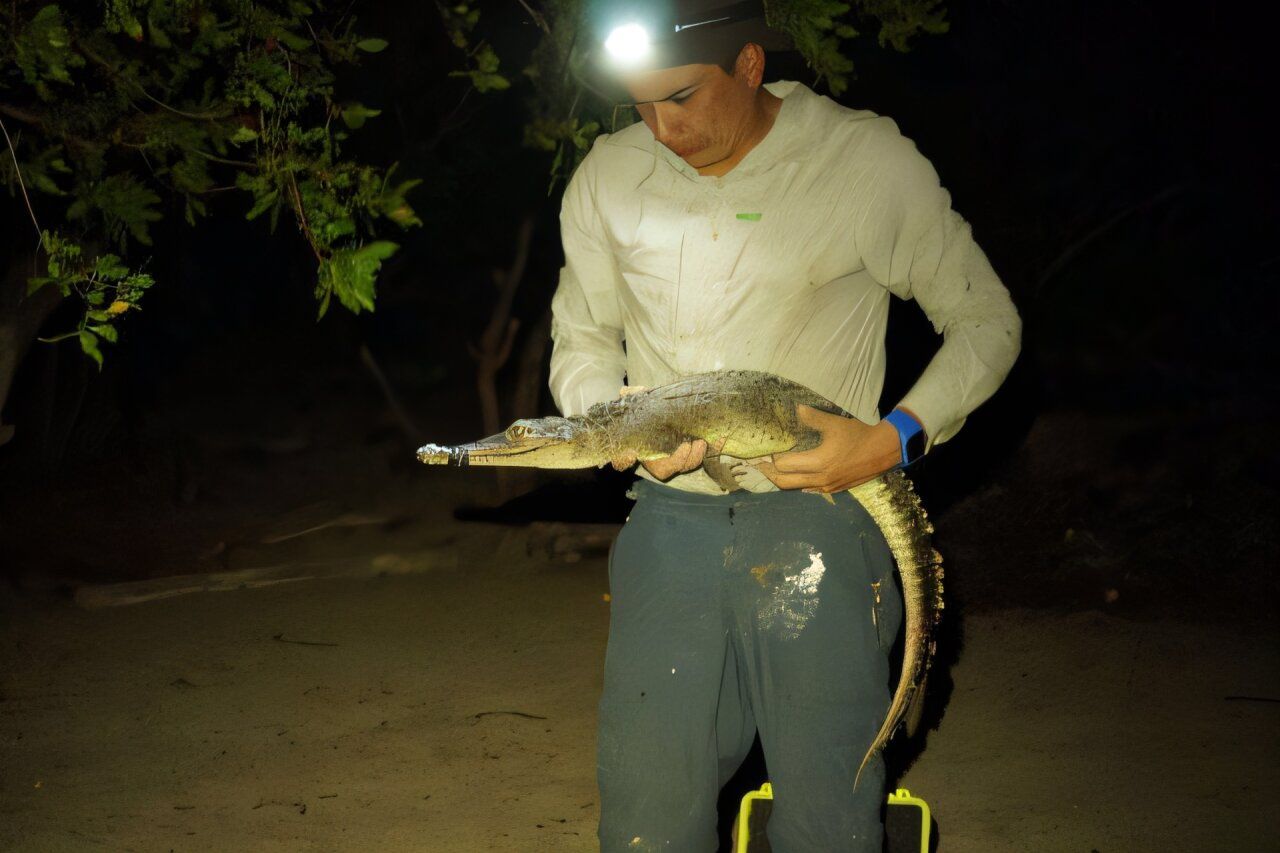 Near the dinosaur-killing crater, two living species of unknown reptiles discovered 🐊