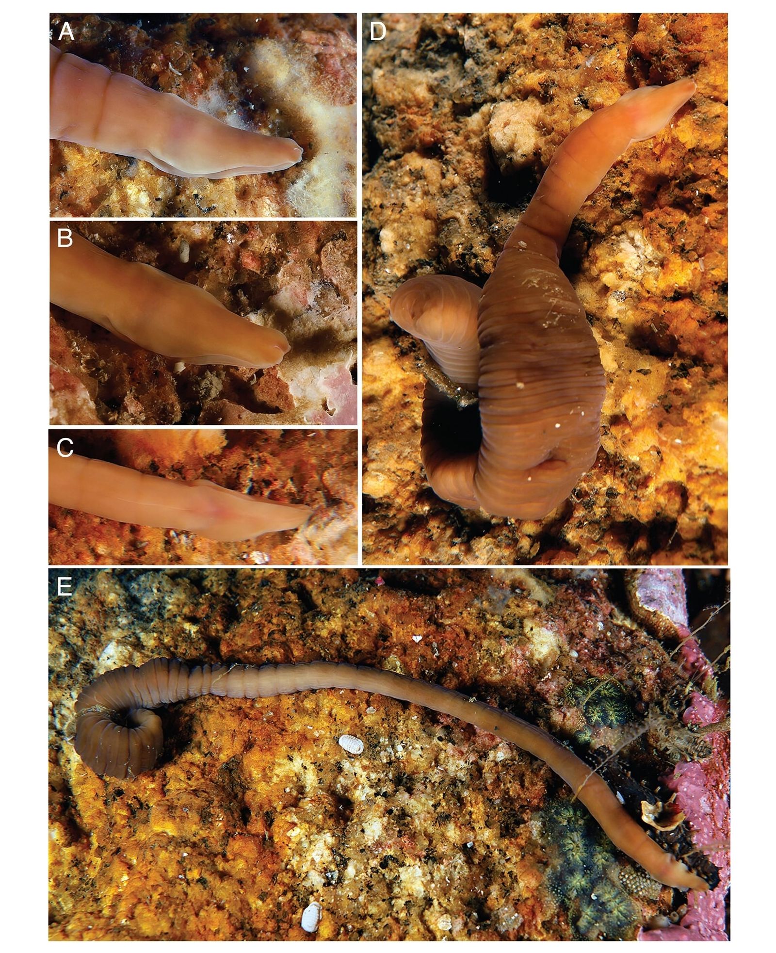 Discovery of an unknown marine worm with unique abilities 🪱