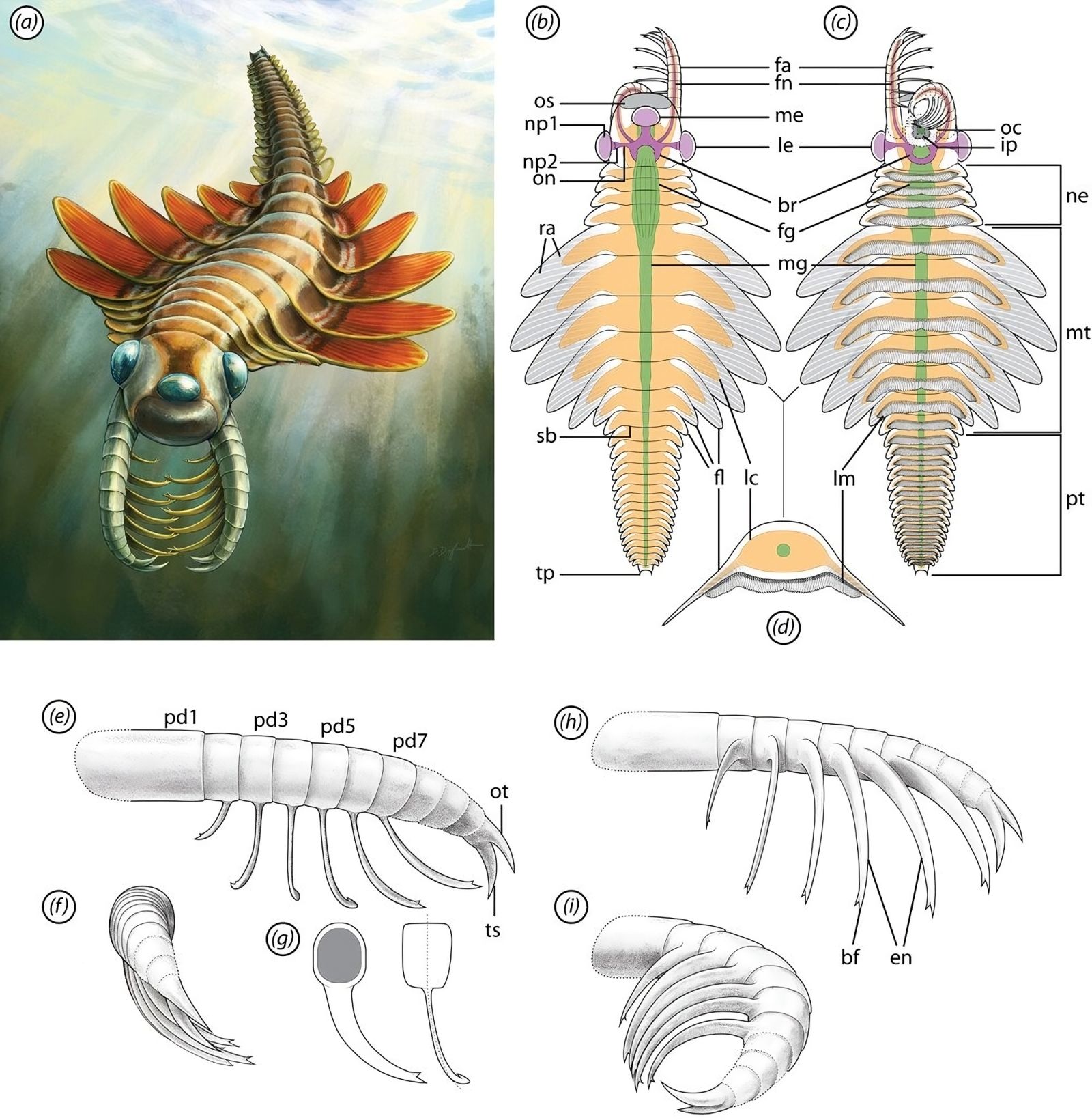 Discovery of a strange extinct predator with 3 eyes and sharp claws 🦞