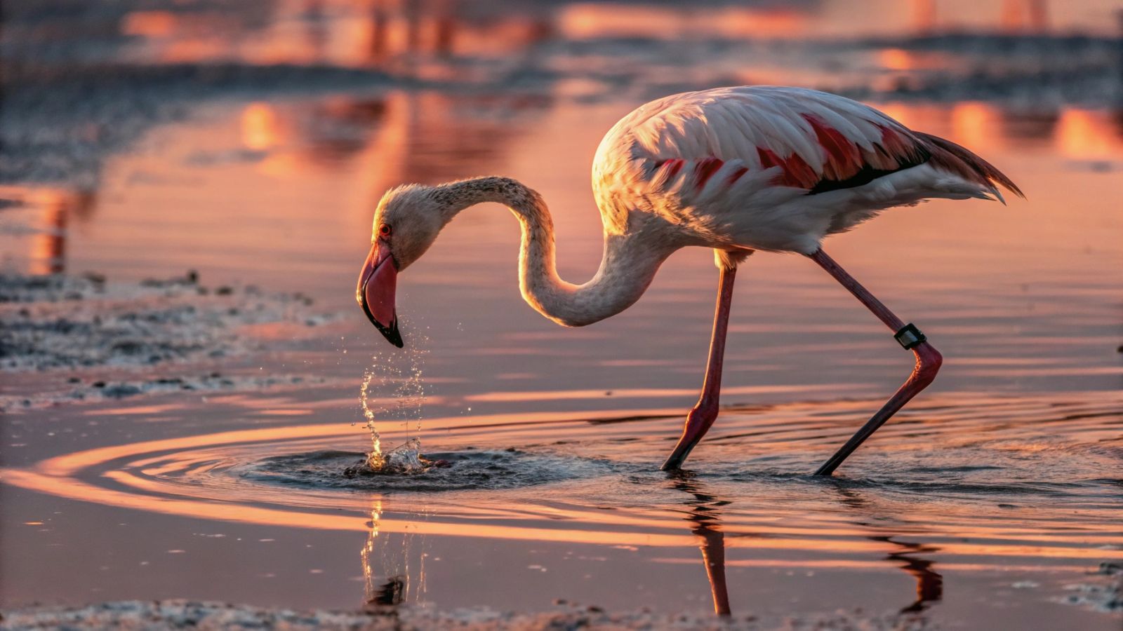 What do flamingos do with their feet while eating? 🦩