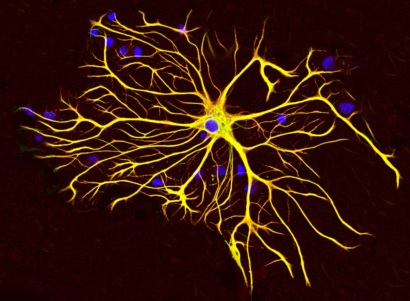 🧠 Estas células podem ter um papel muito mais importante que os neurônios na memória