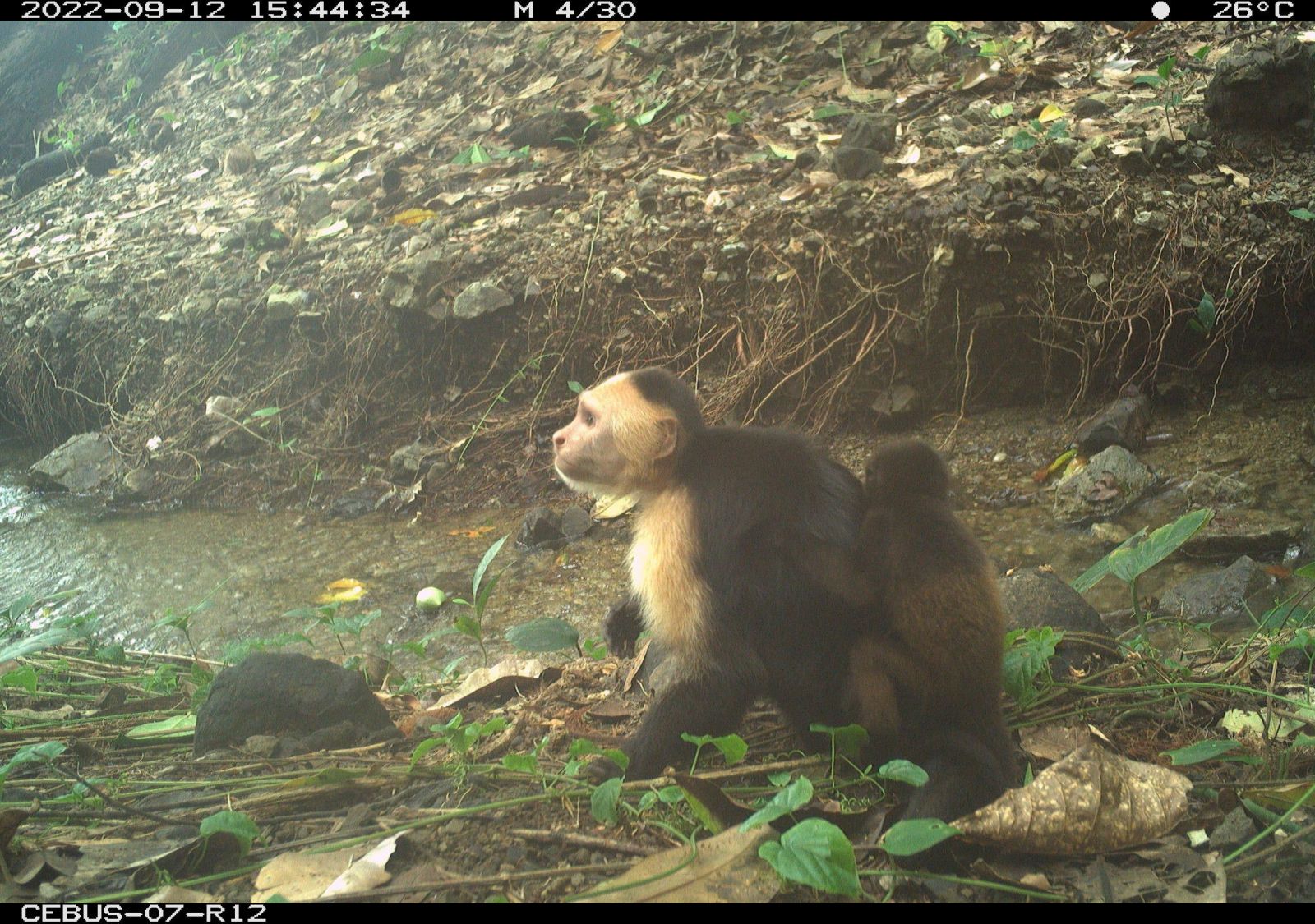 🐒 Primeira vez: estes macacos sequestram bebês de outra espécie