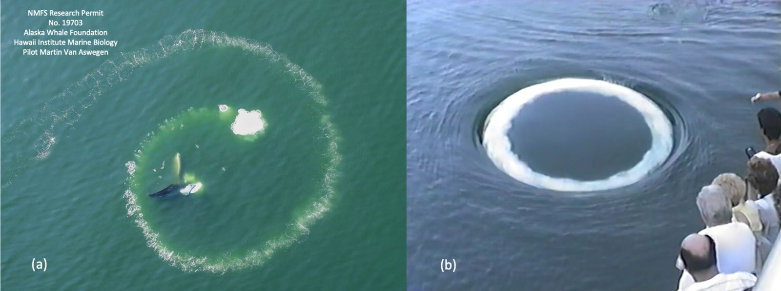 🐋 As baleias desenvolvem novos métodos para se comunicar conosco