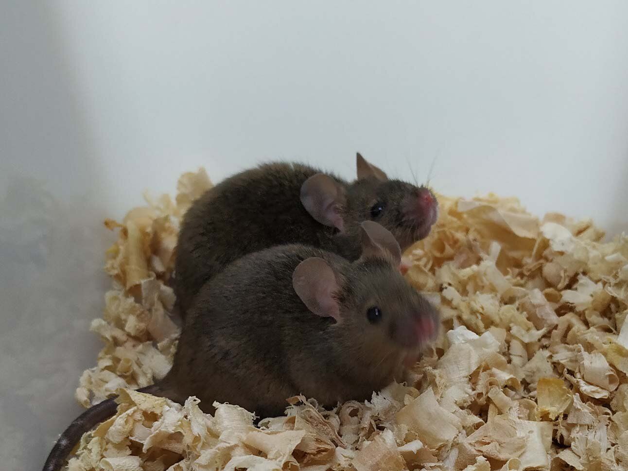 🧬 Une percée scientifique : ces souris issues chacune de deux pères sont fertiles