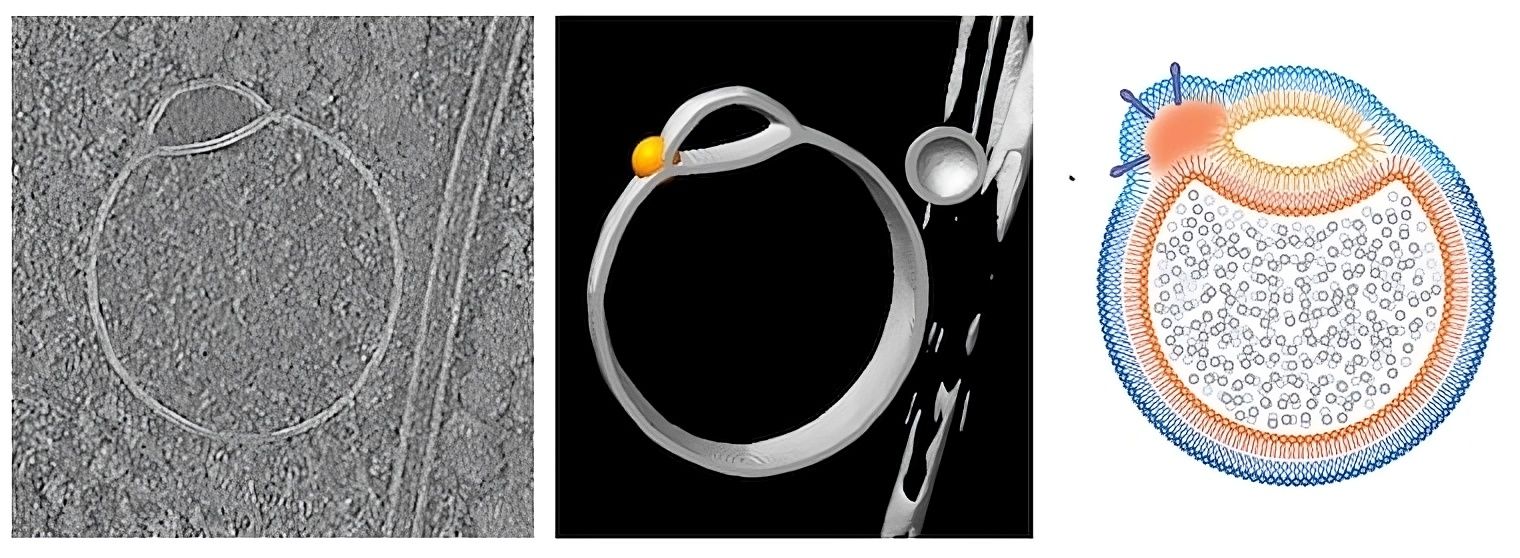 🧬 Découverte de structures inconnues dans les cellules humaines. A quoi servent-elles ?